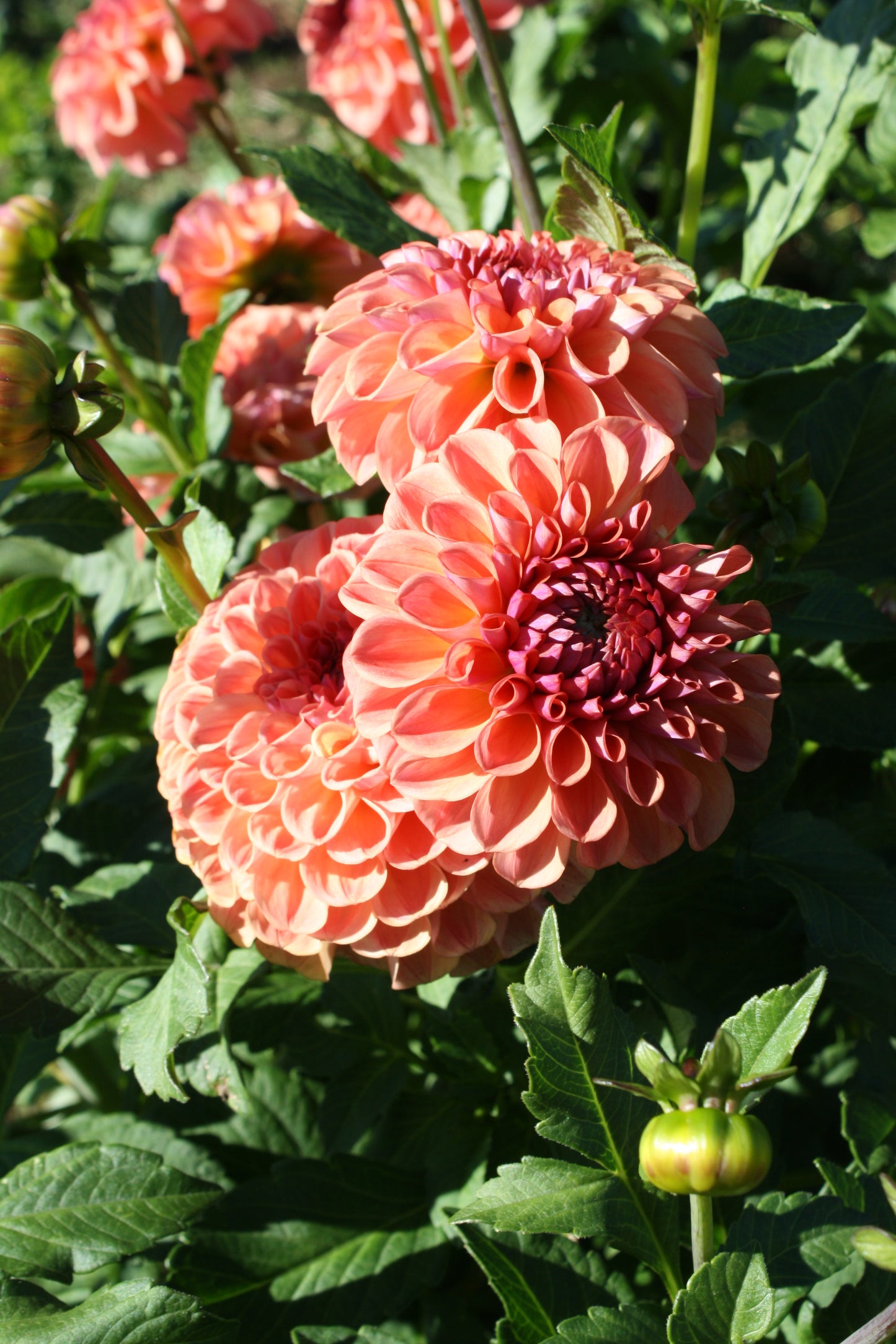 Chewy Dahlia Tuber