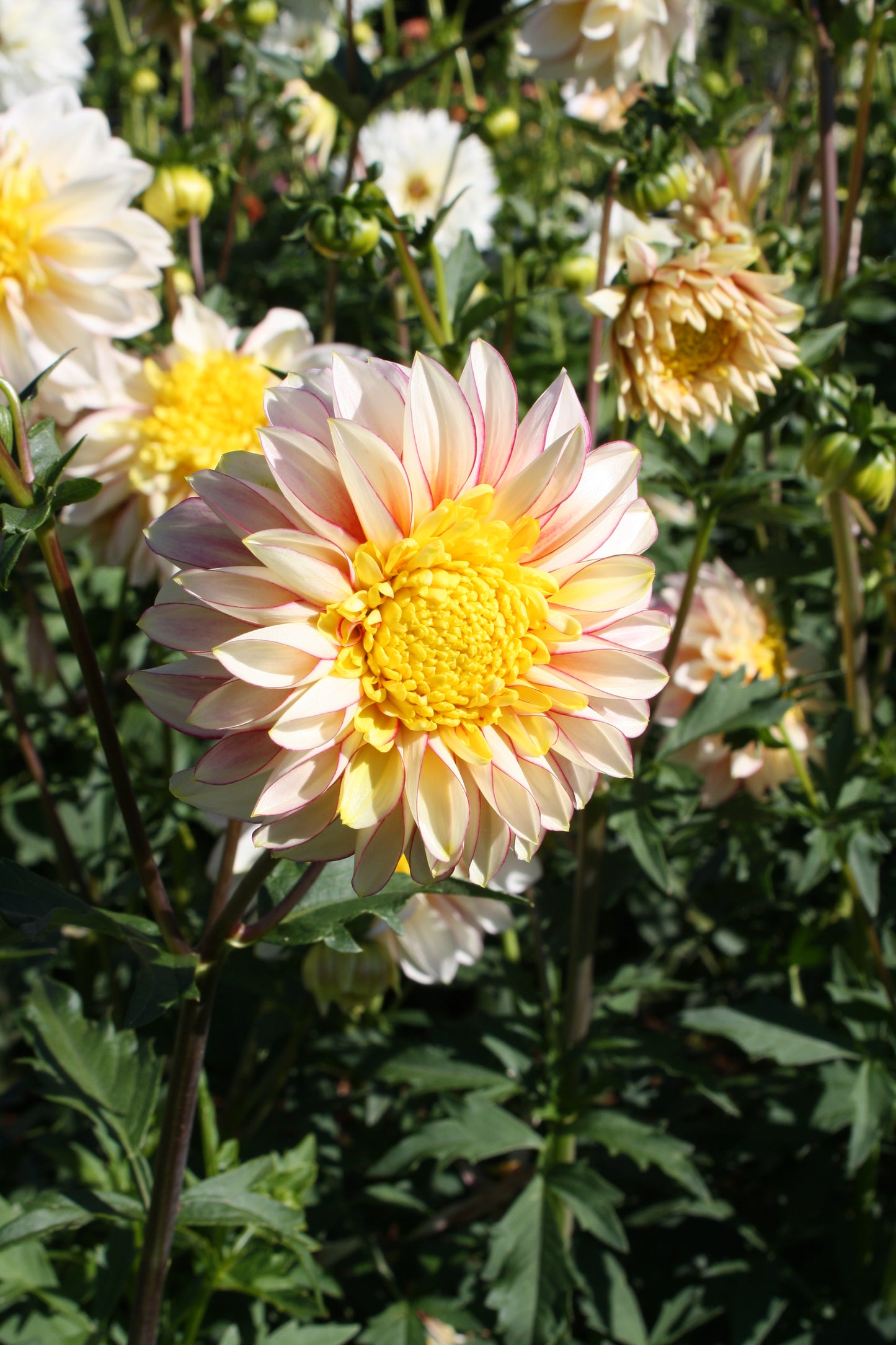 Polka Dahlia Tuber