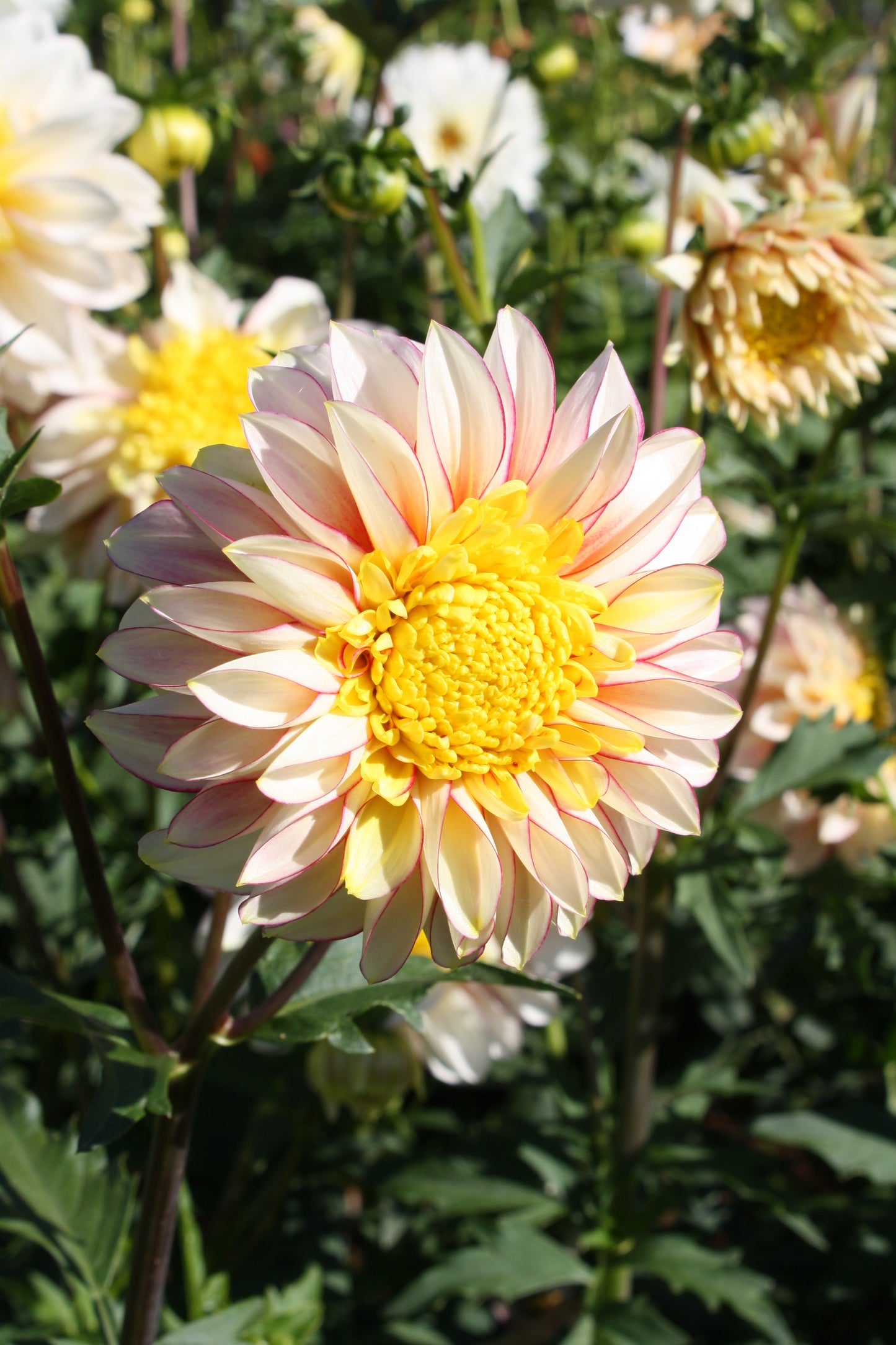 Polka Dahlia Tuber