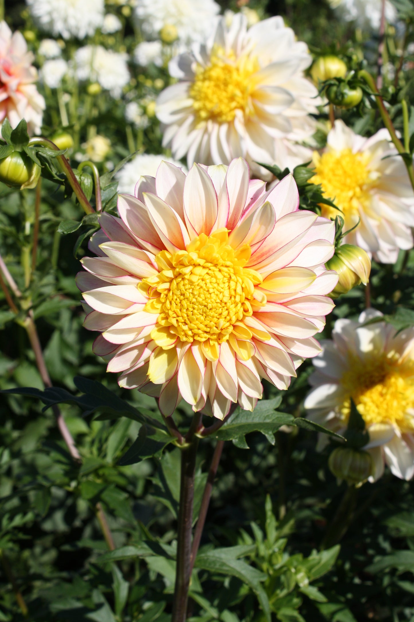 Polka Dahlia Tuber