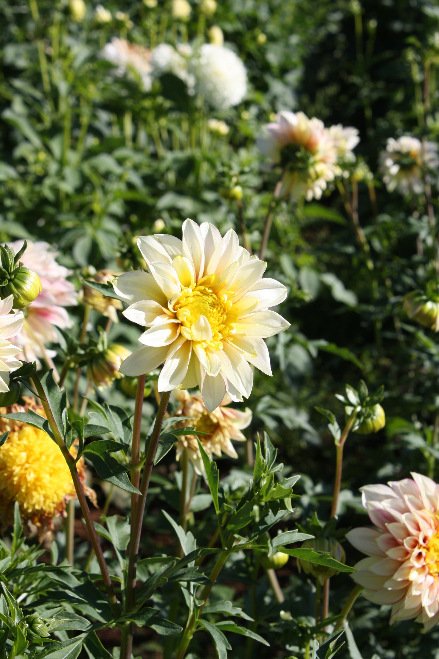 Polka Dahlia Tuber
