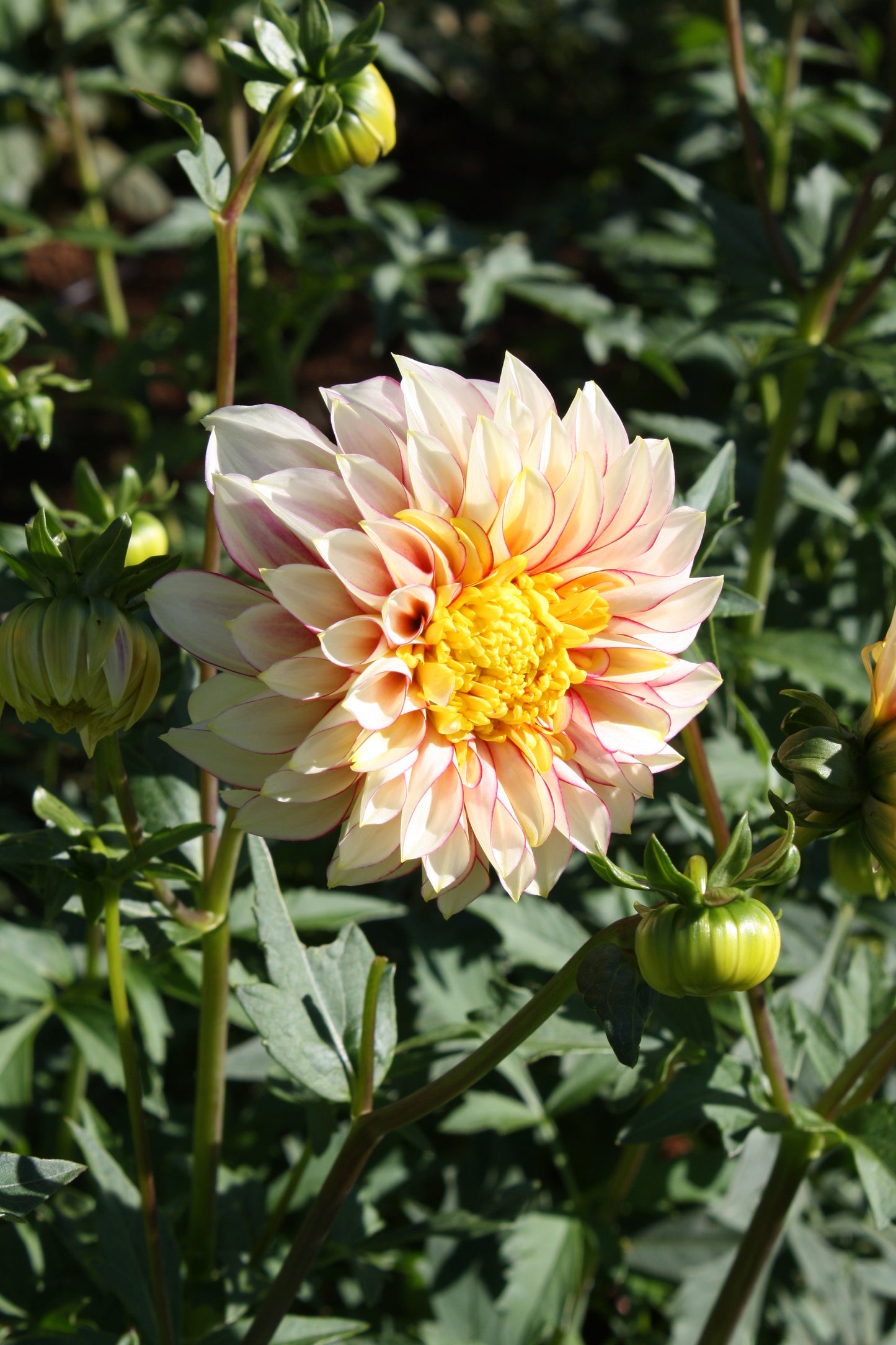 Polka Dahlia Tuber