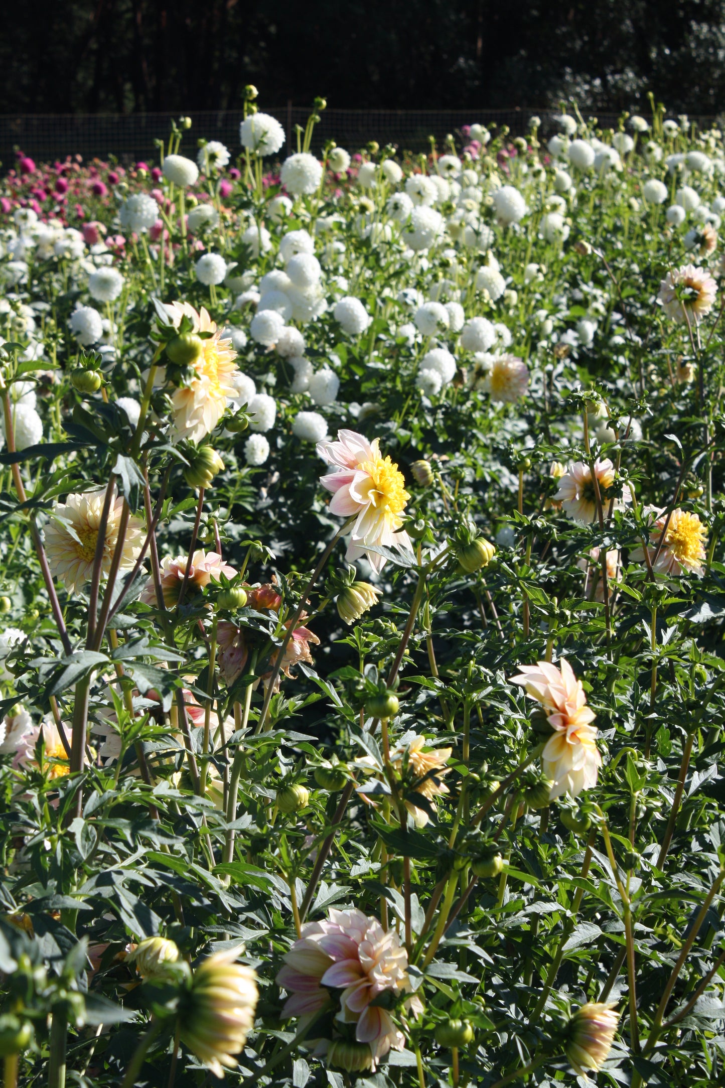 Polka Dahlia Tuber
