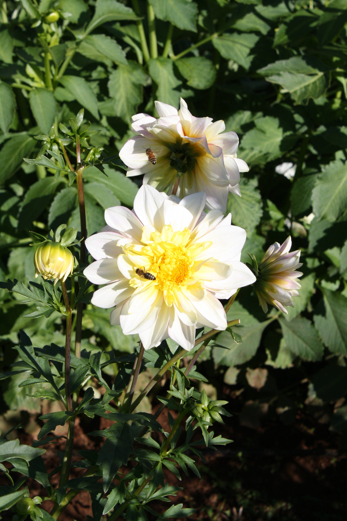 Polka Dahlia Tuber