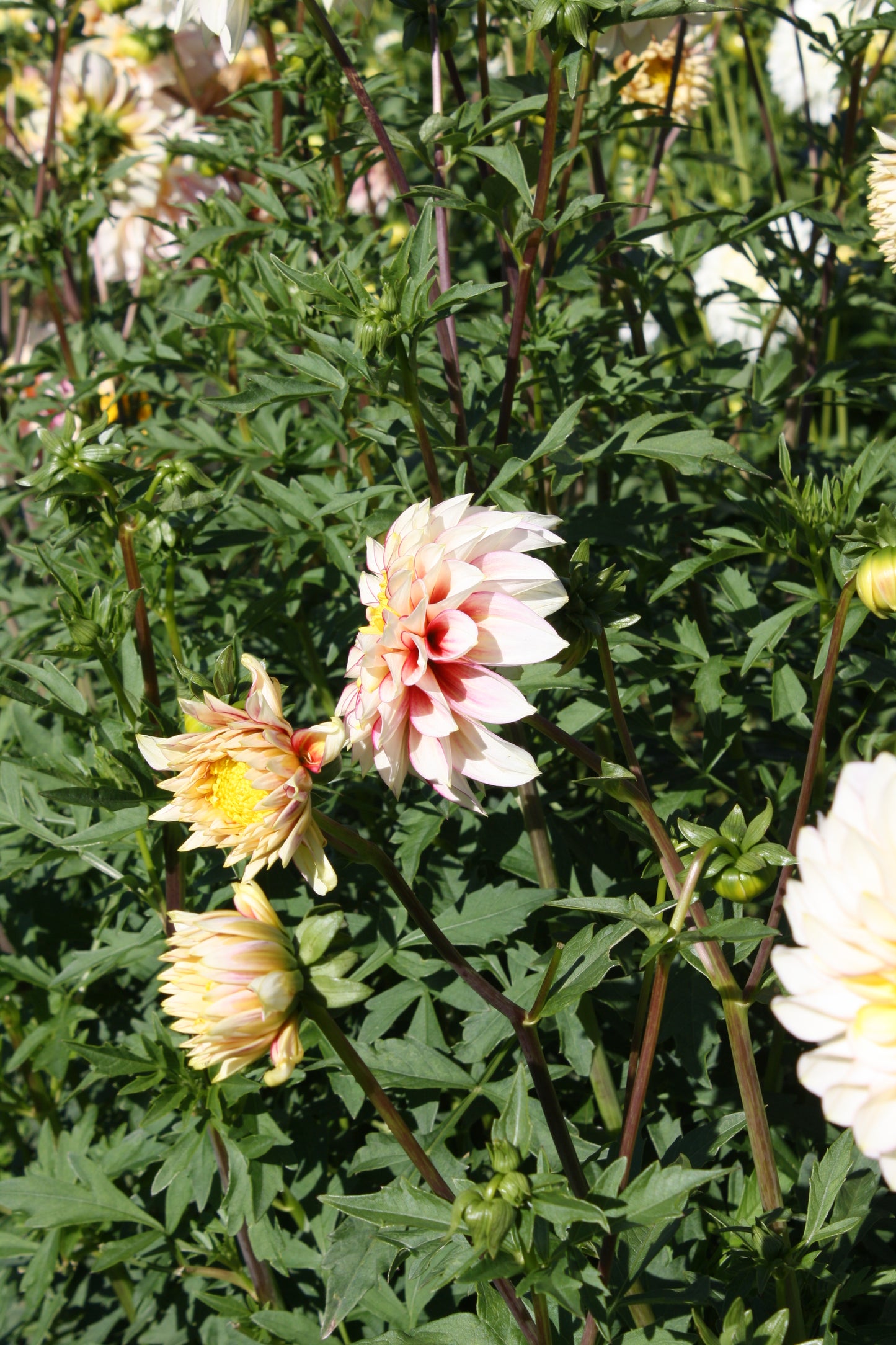 Polka Dahlia Tuber