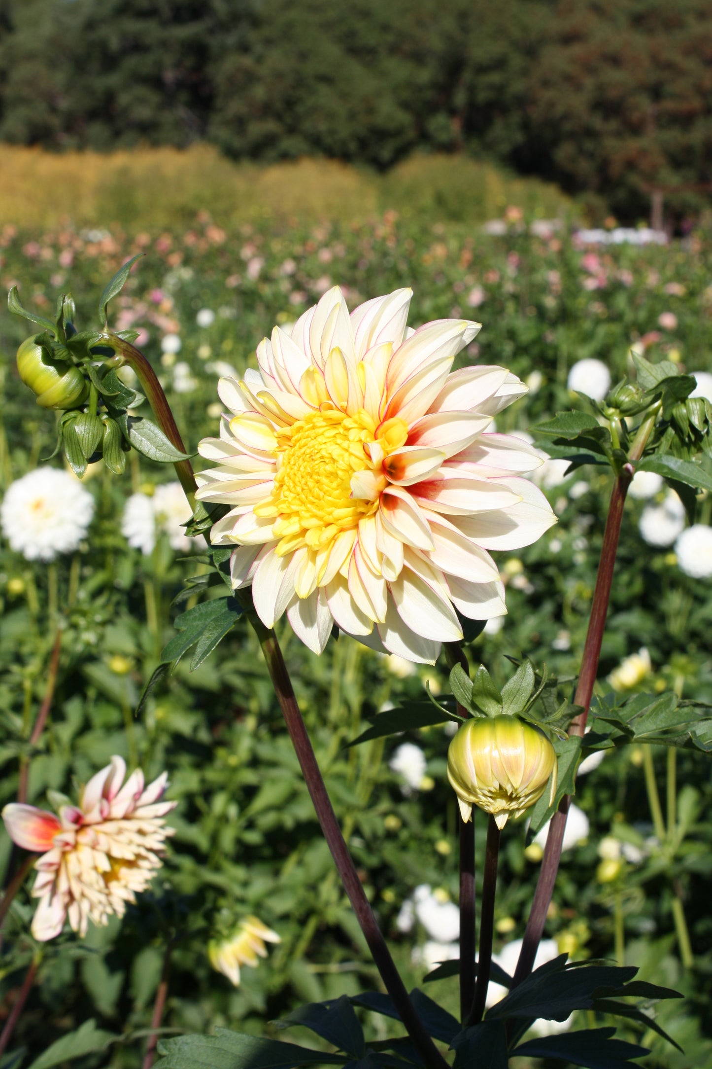 Polka Dahlia Tuber