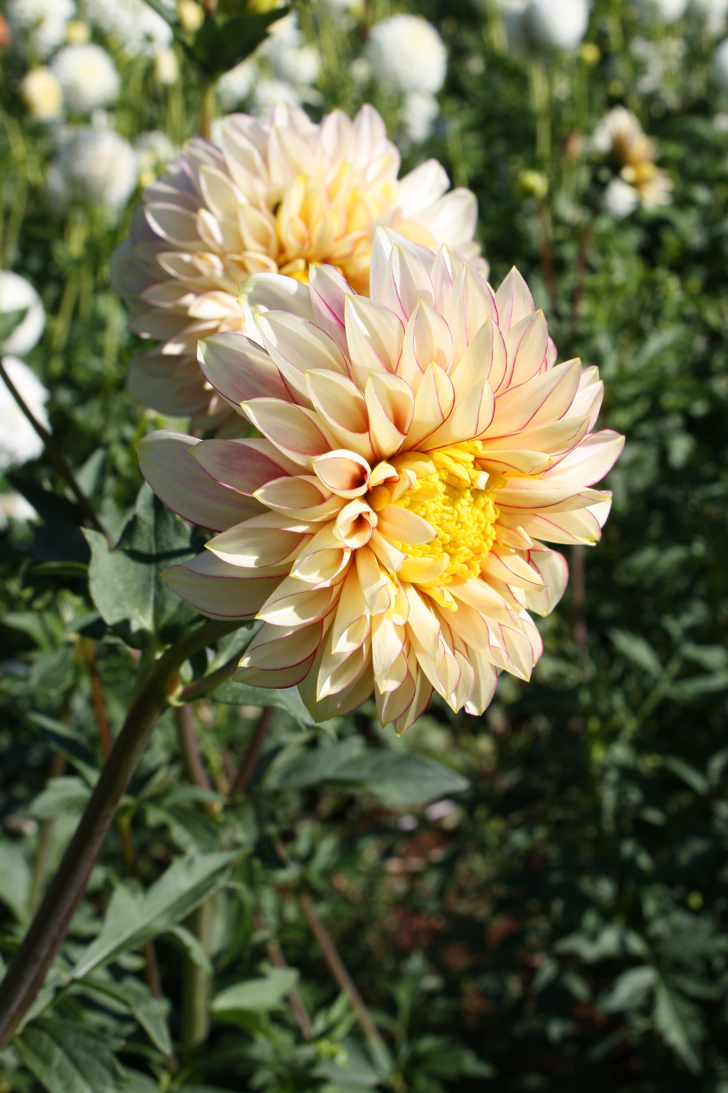 Polka Dahlia Tuber