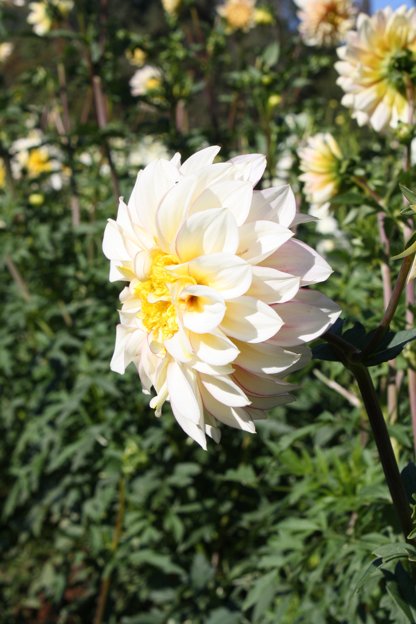 Polka Dahlia Tuber