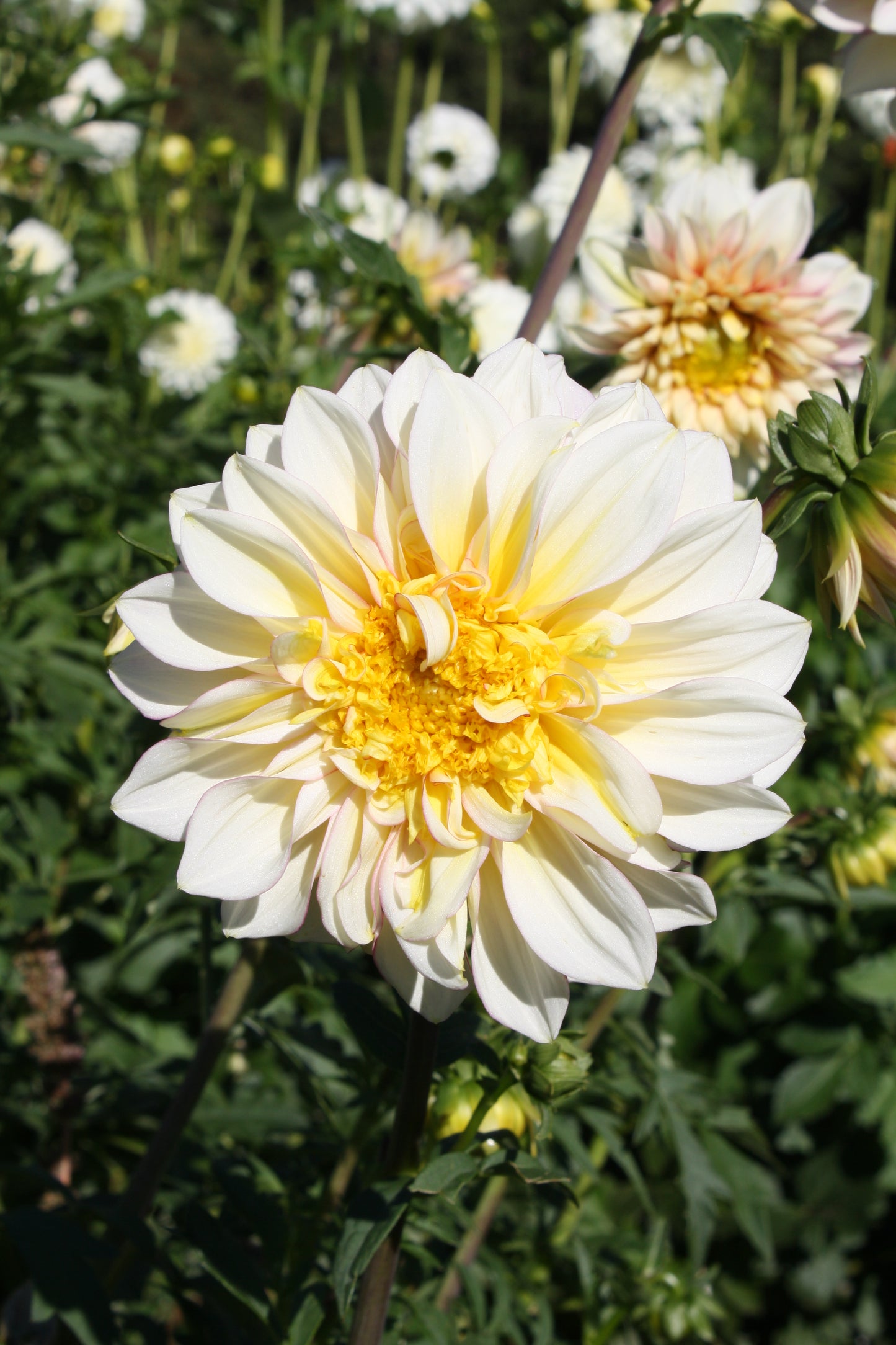 Polka Dahlia Tuber