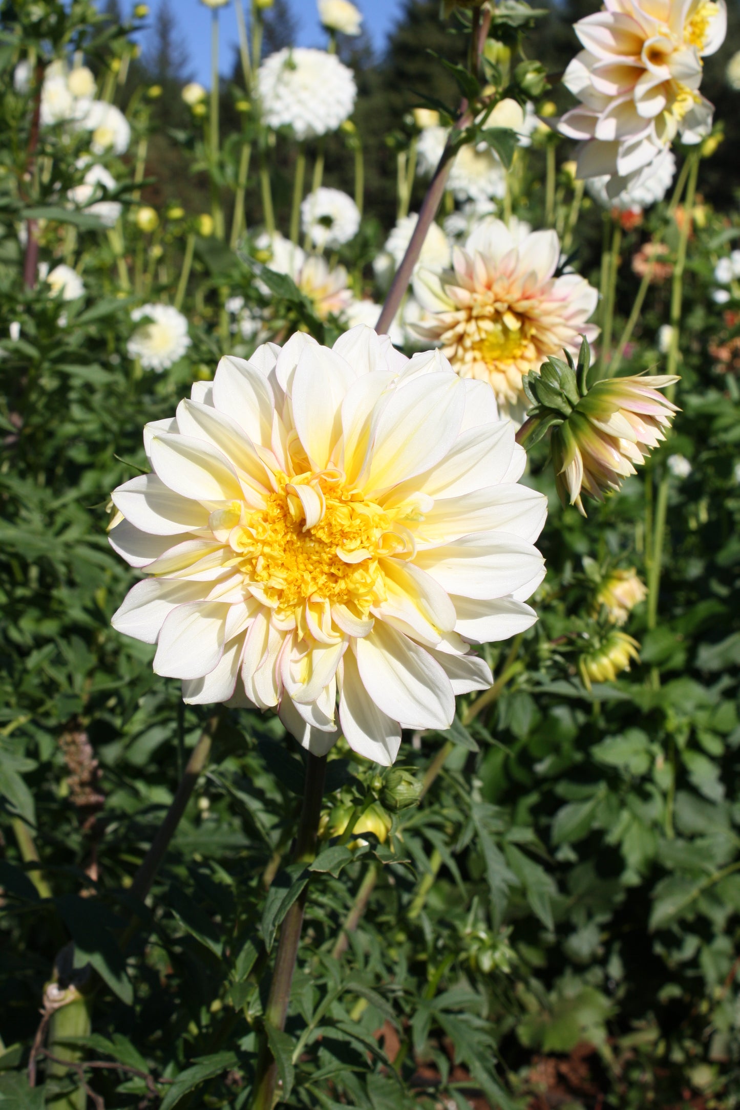 Polka Dahlia Tuber