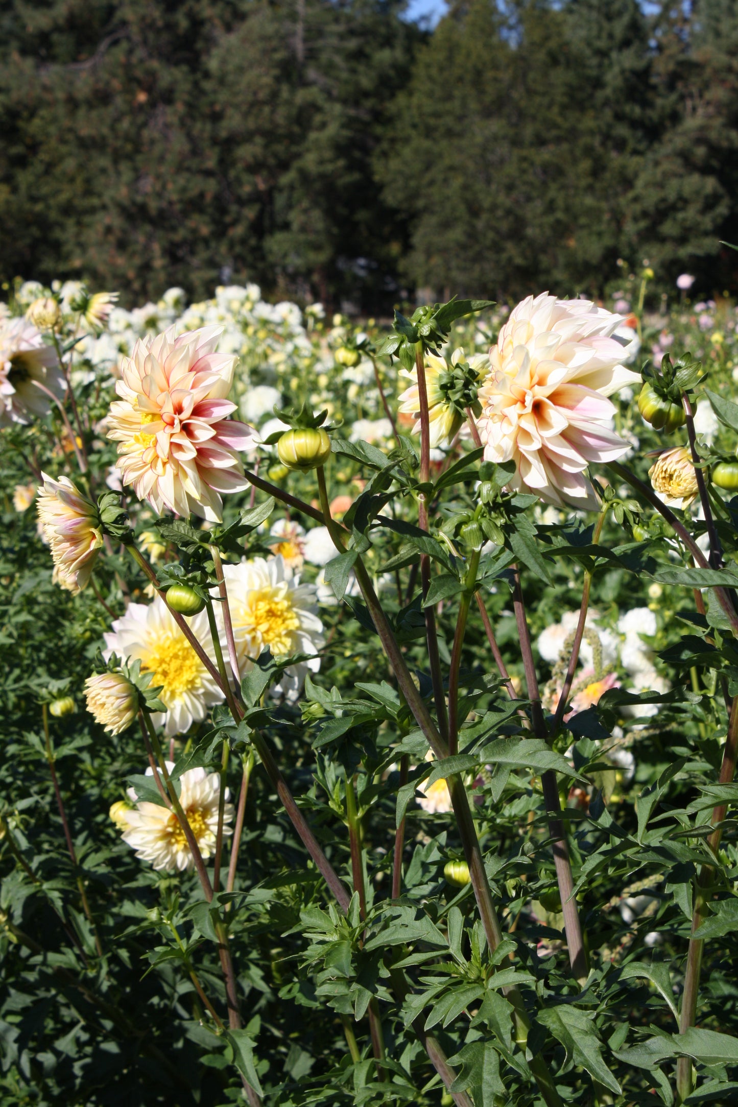 Polka Dahlia Tuber