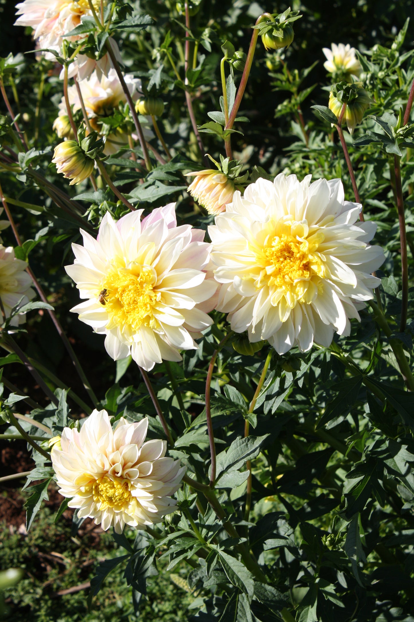 Polka Dahlia Tuber