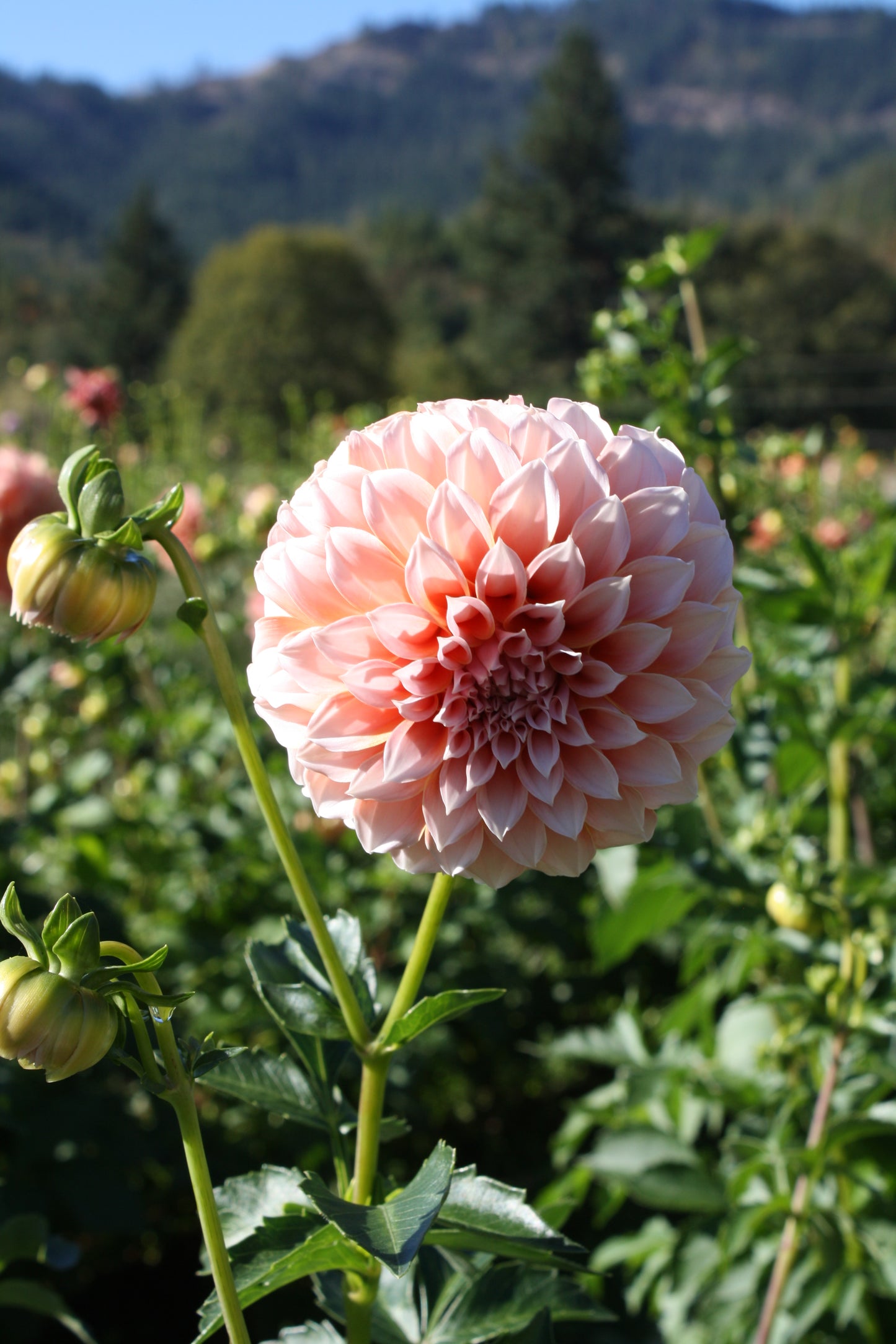 Peaches 'N Cream Dahlia Tuber