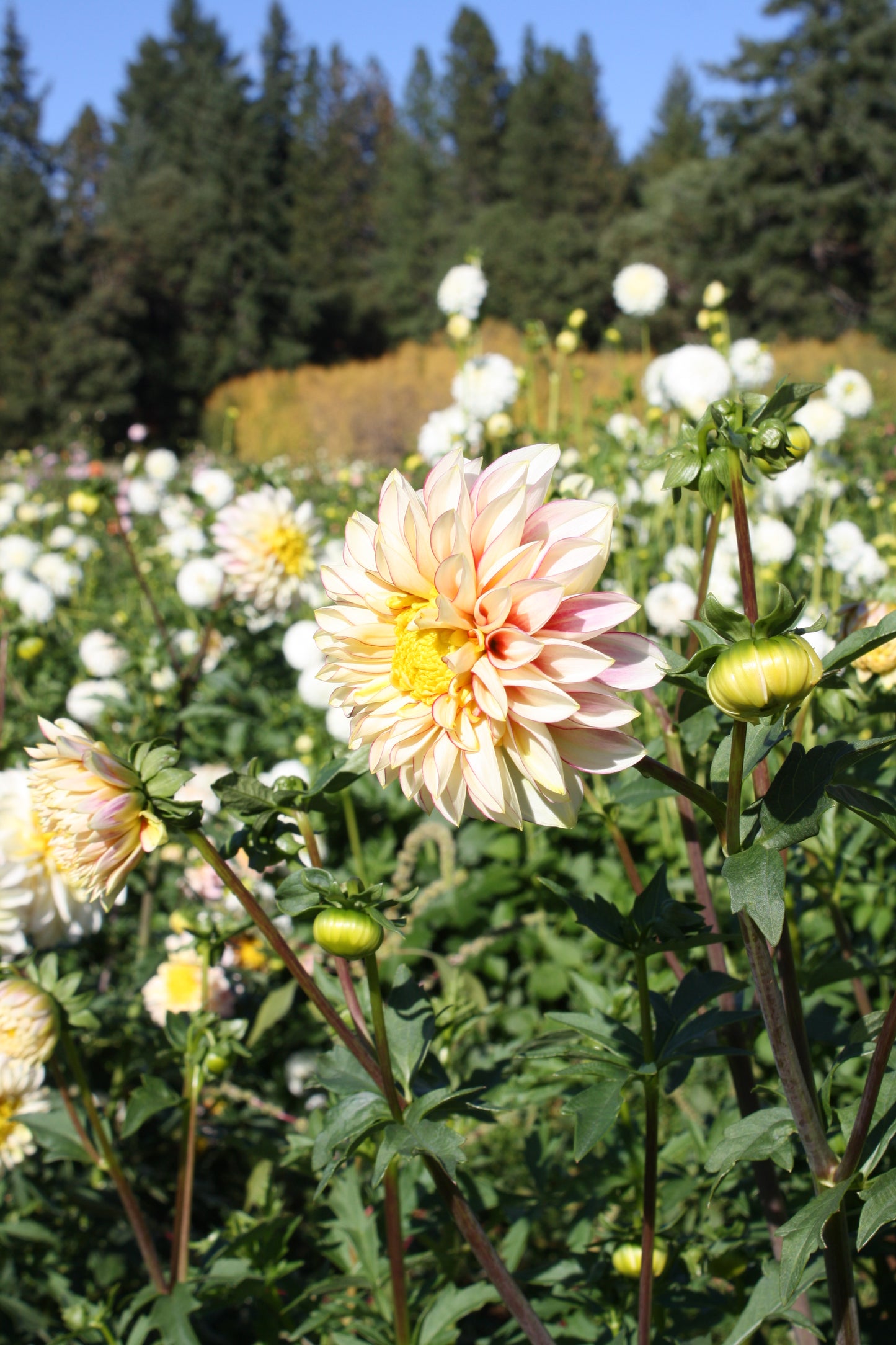 Polka Dahlia Tuber