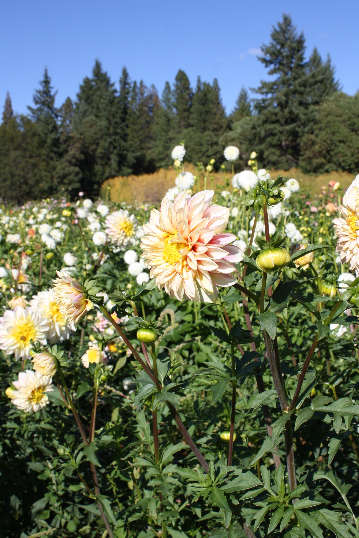 Polka Dahlia Tuber