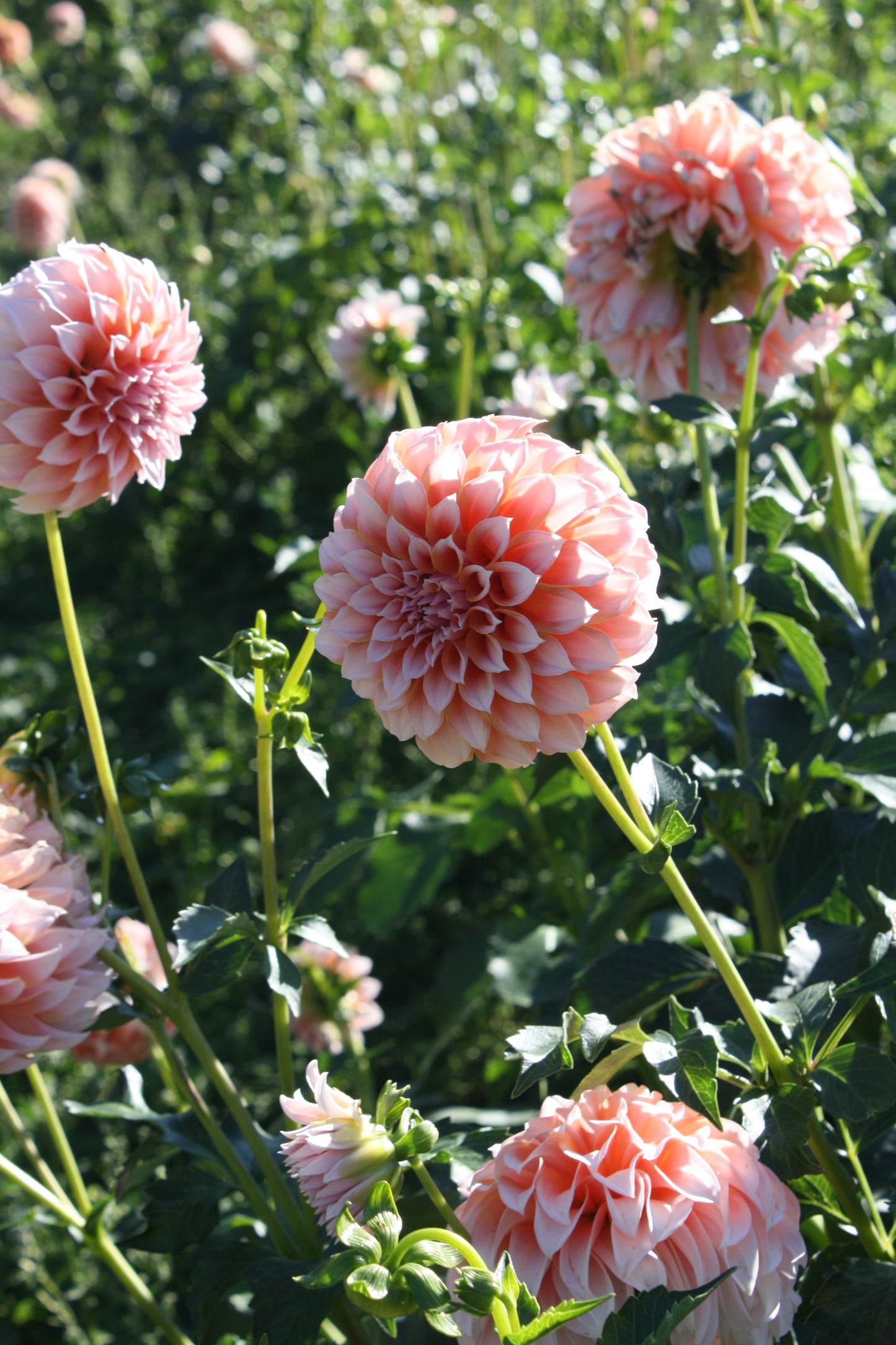 Peaches 'N Cream Dahlia Tuber