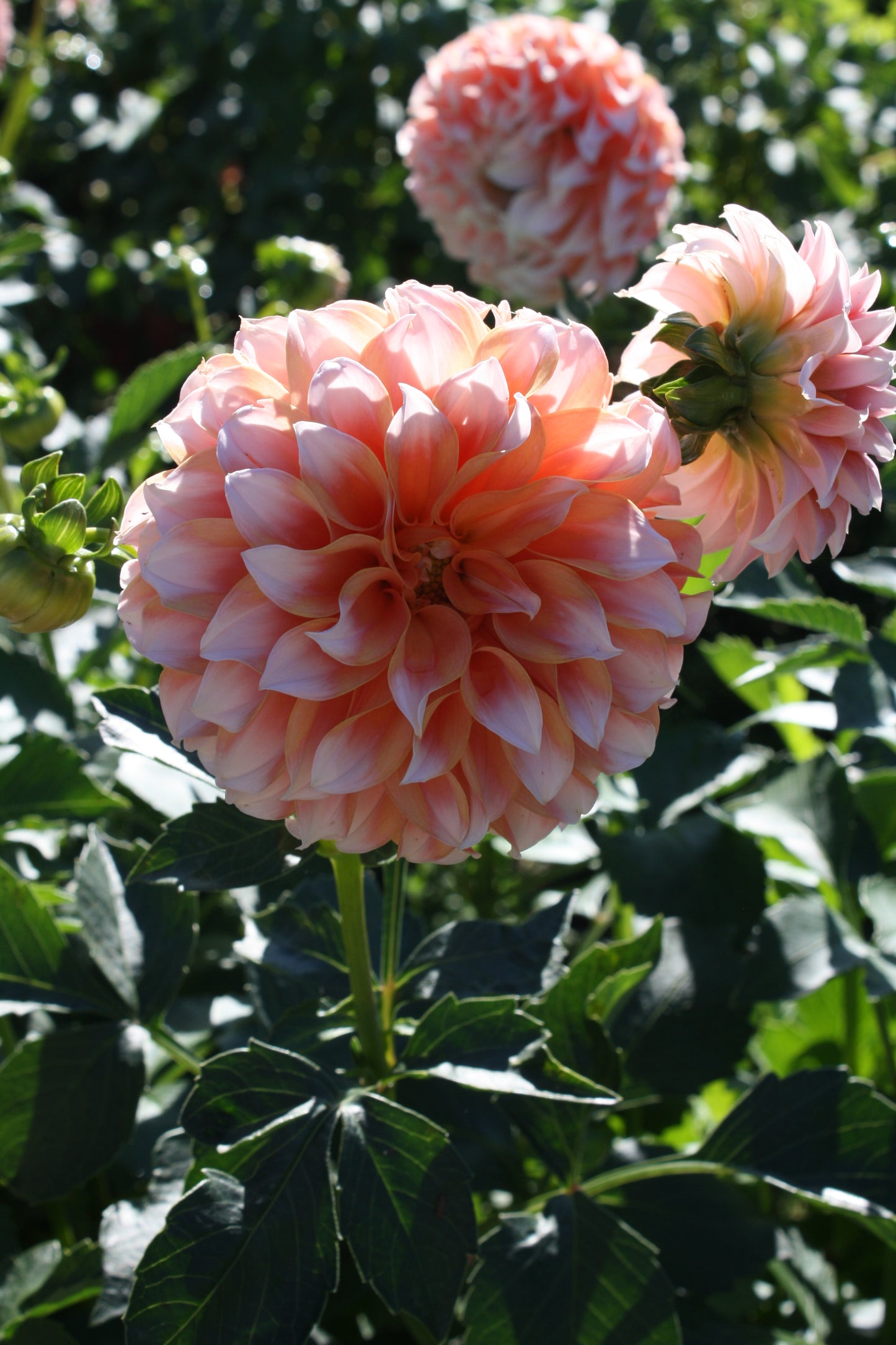 Peaches 'N Cream Dahlia Tuber