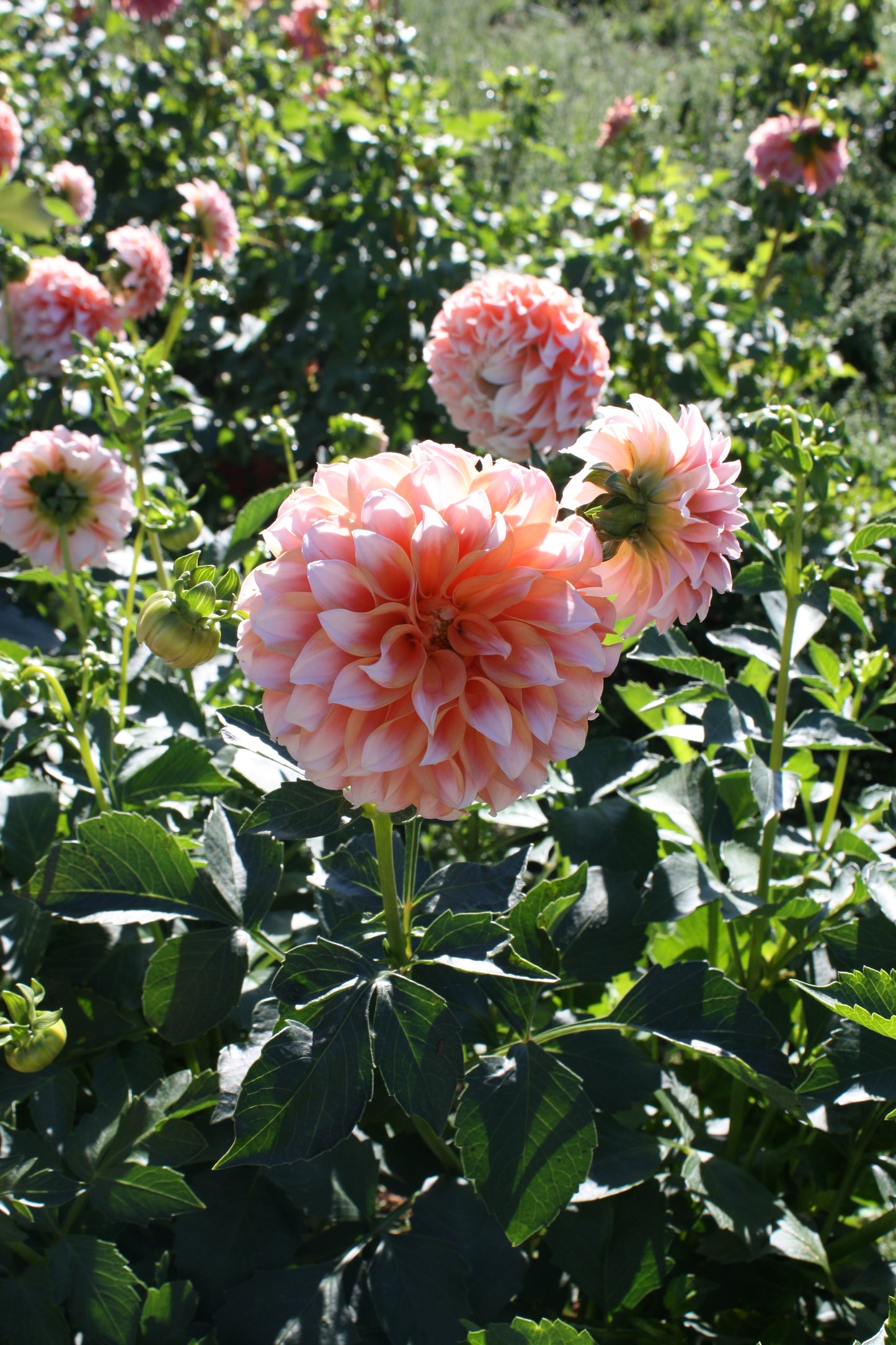 Peaches 'N Cream Dahlia Tuber