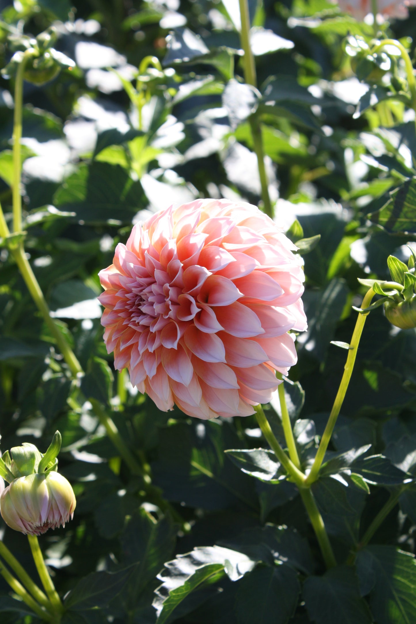 Peaches 'N Cream Dahlia Tuber