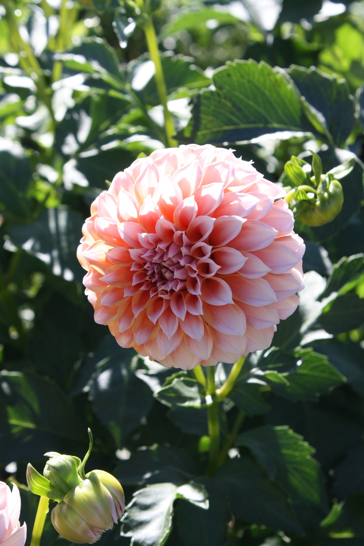 Peaches 'N Cream Dahlia Tuber
