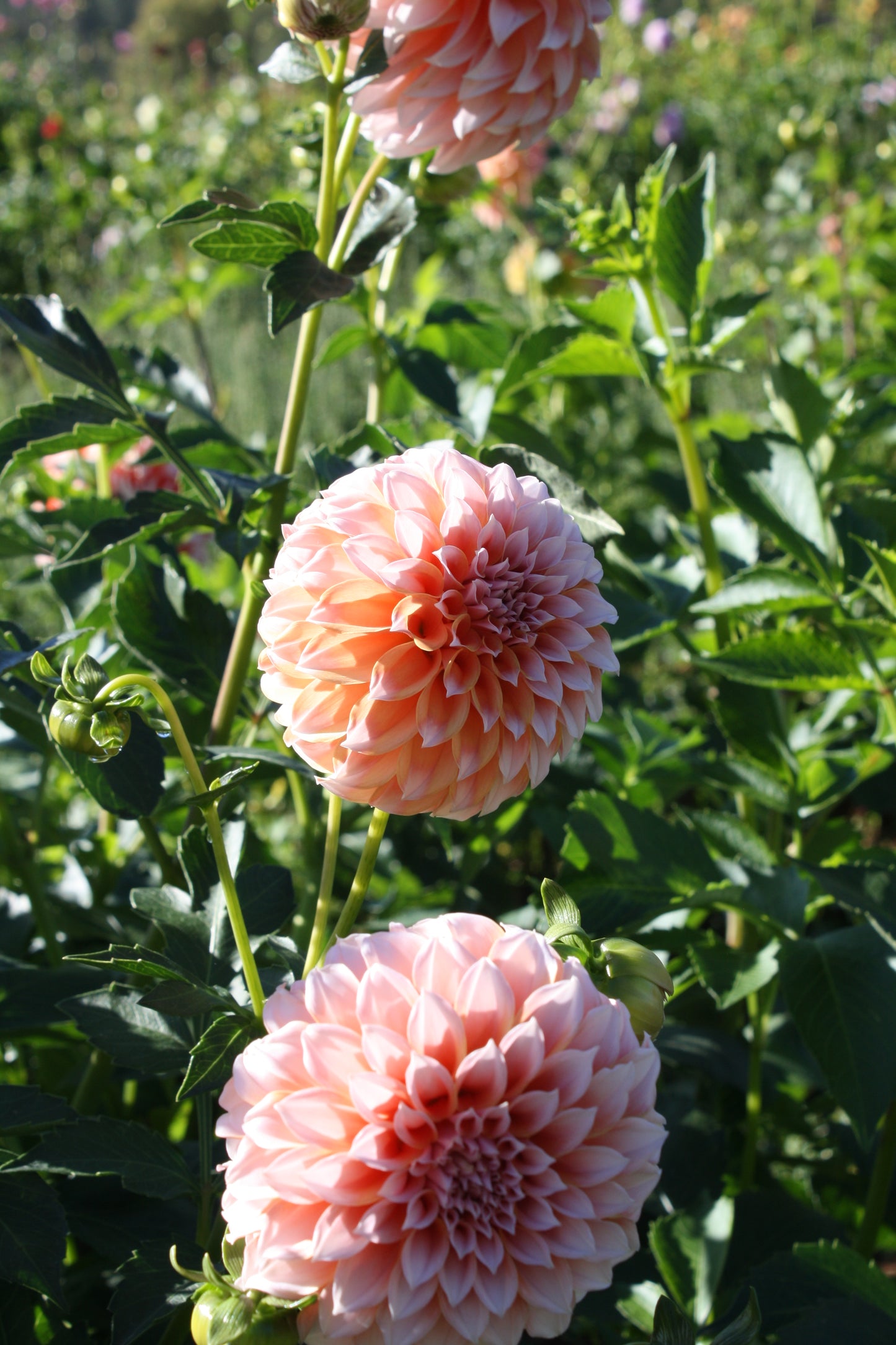 Peaches 'N Cream Dahlia Tuber