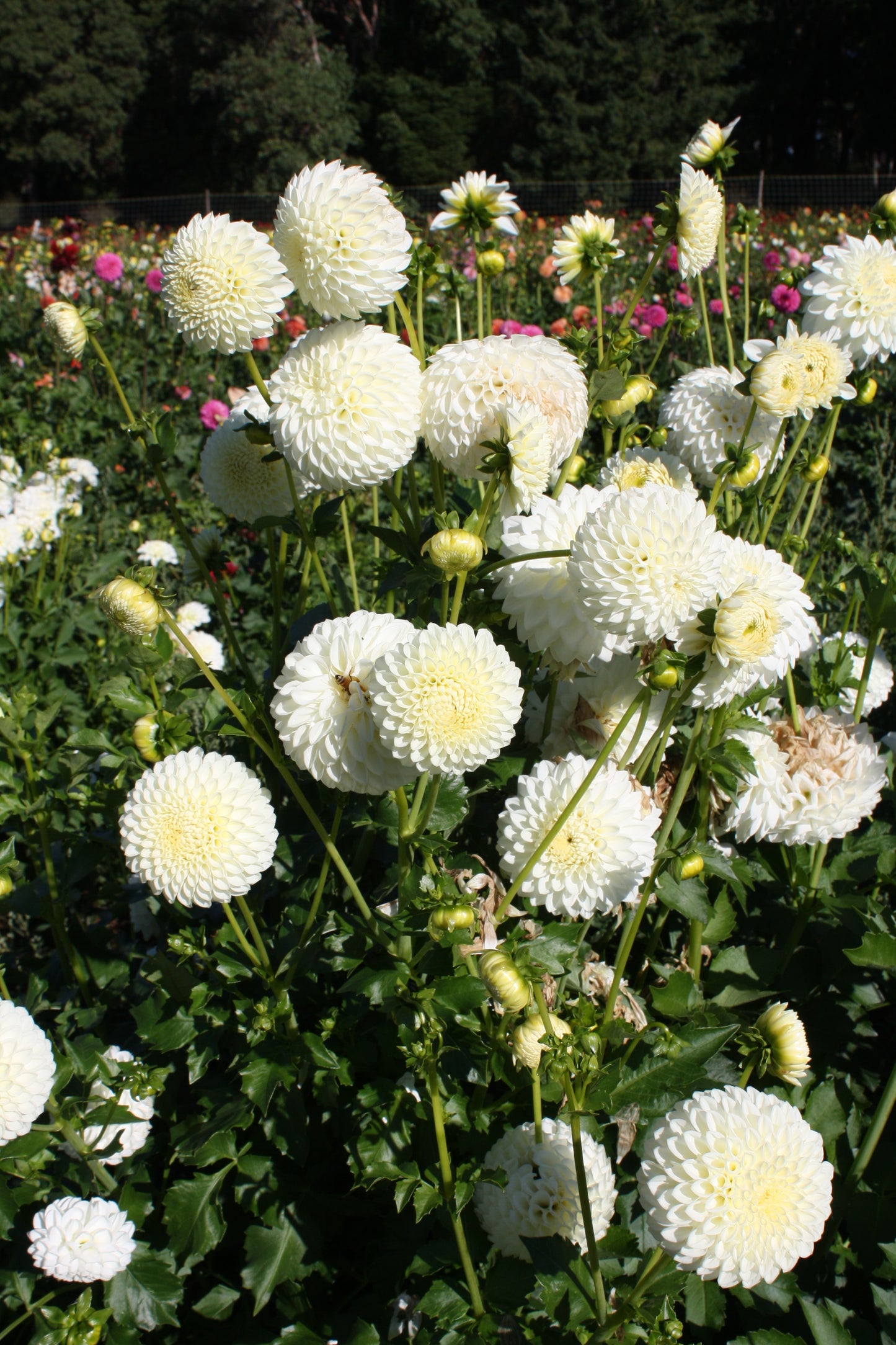 Ryecroft Jan Dahlia Tuber