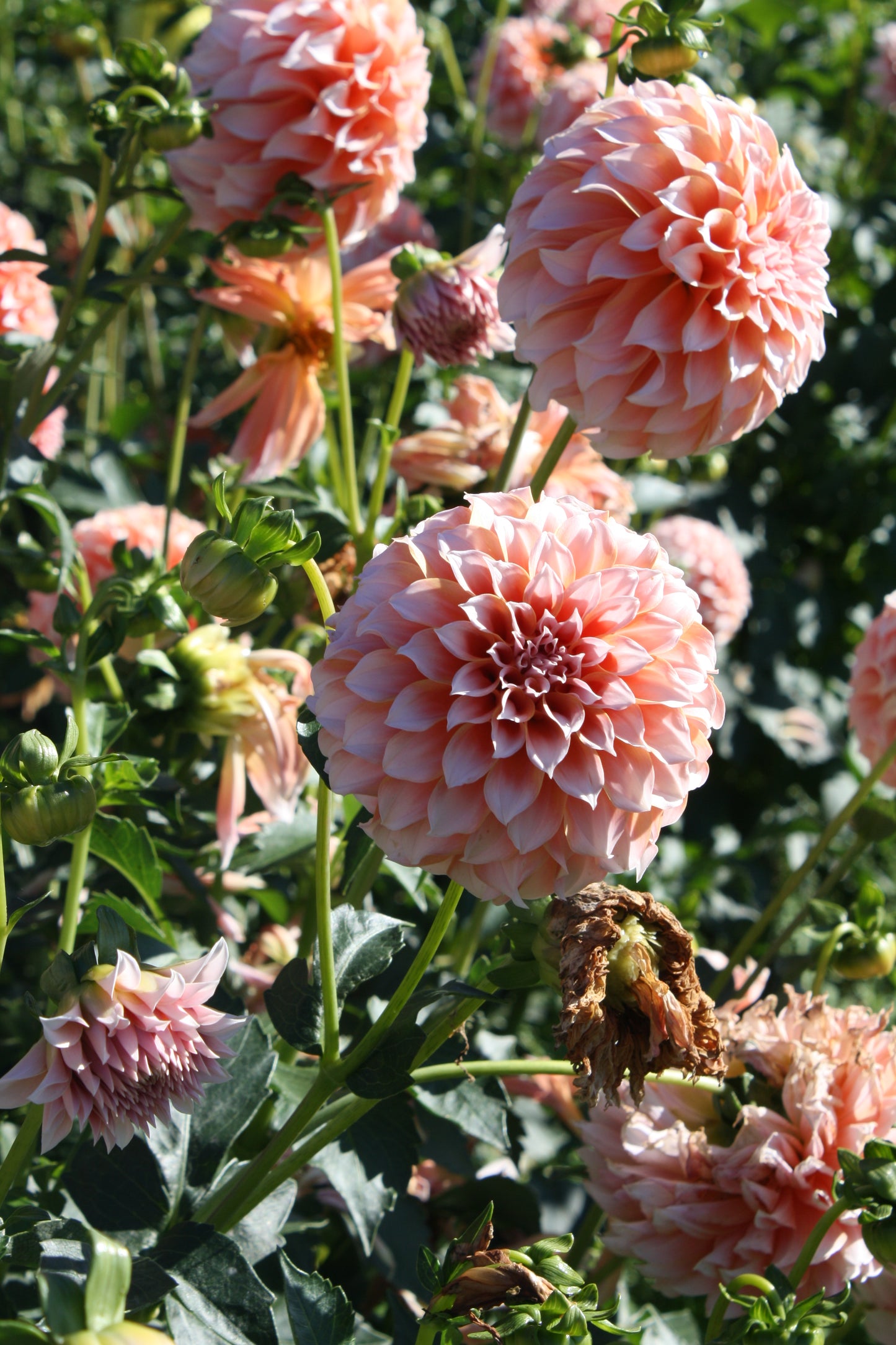 Peaches 'N Cream Dahlia Tuber