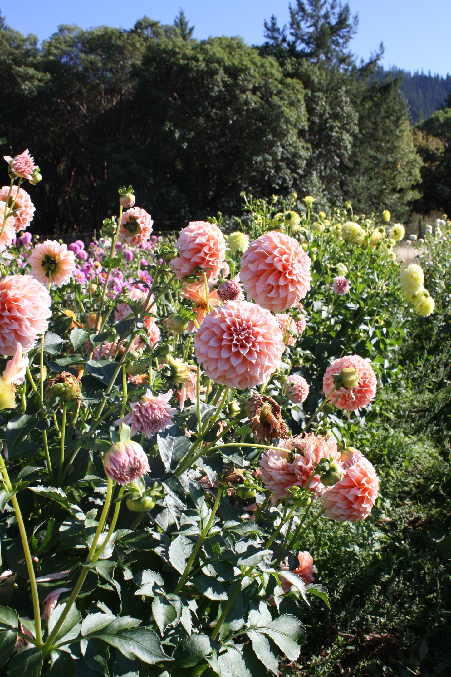 Peaches 'N Cream Dahlia Tuber