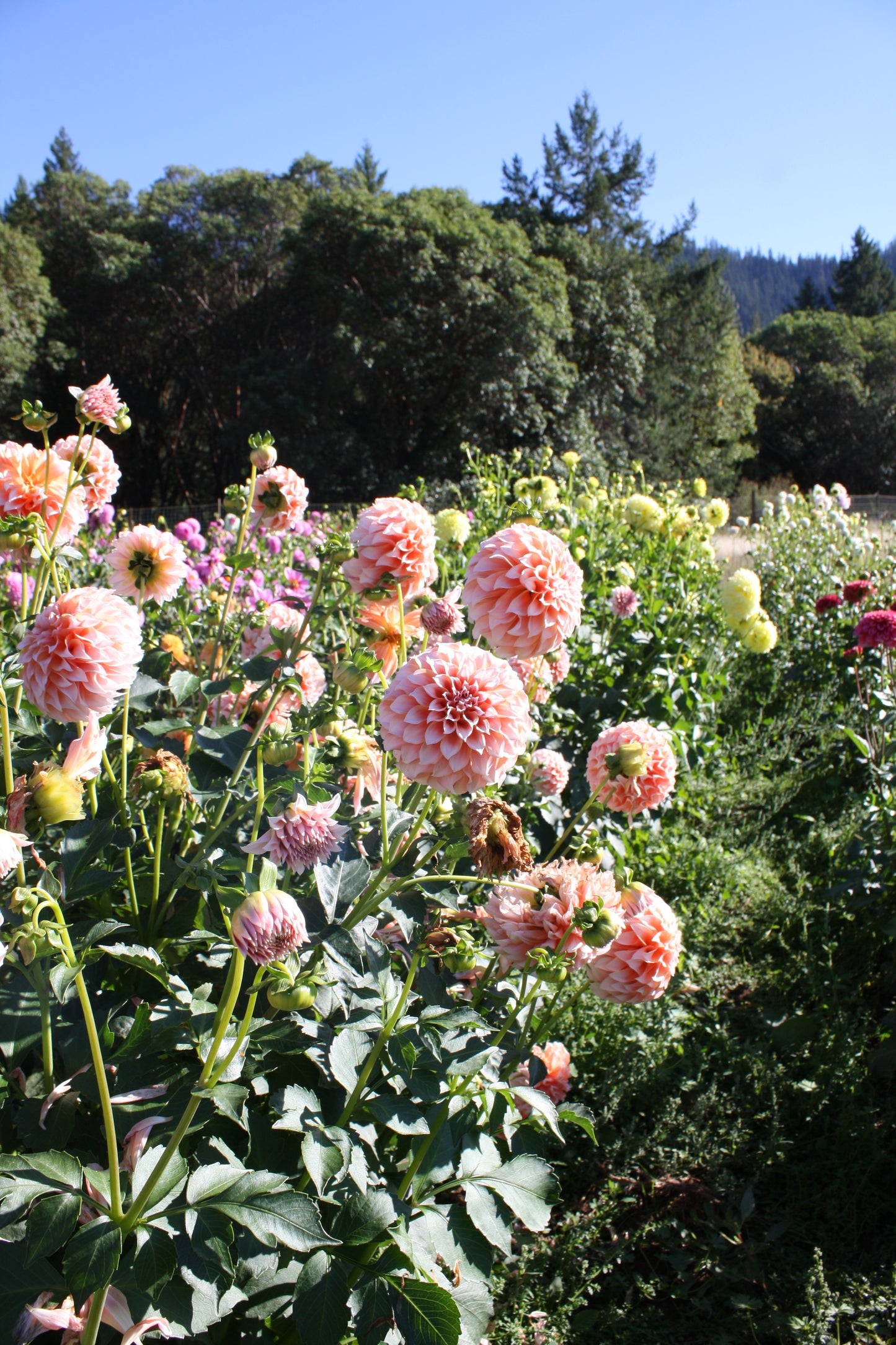 Peaches 'N Cream Dahlia Tuber