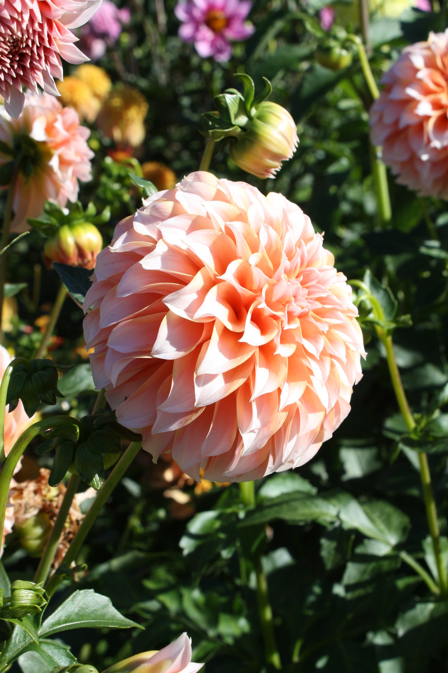 Peaches 'N Cream Dahlia Tuber