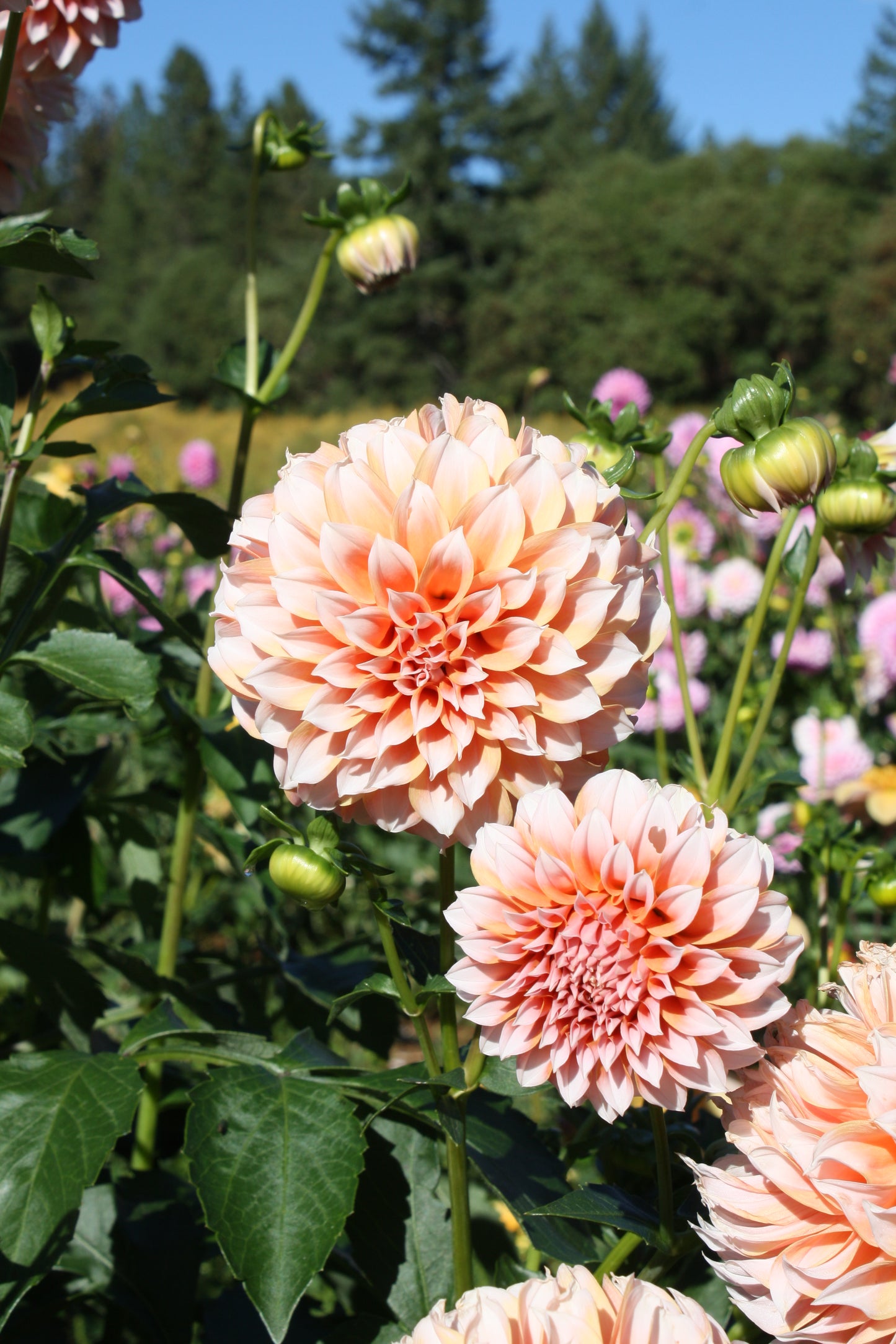 Peaches 'N Cream Dahlia Tuber