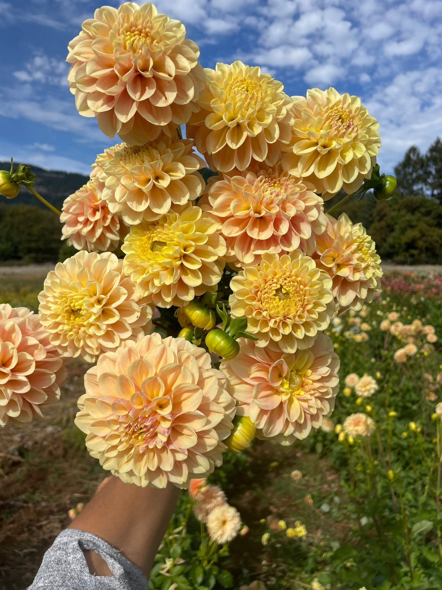 French Doll Dahlia Tuber