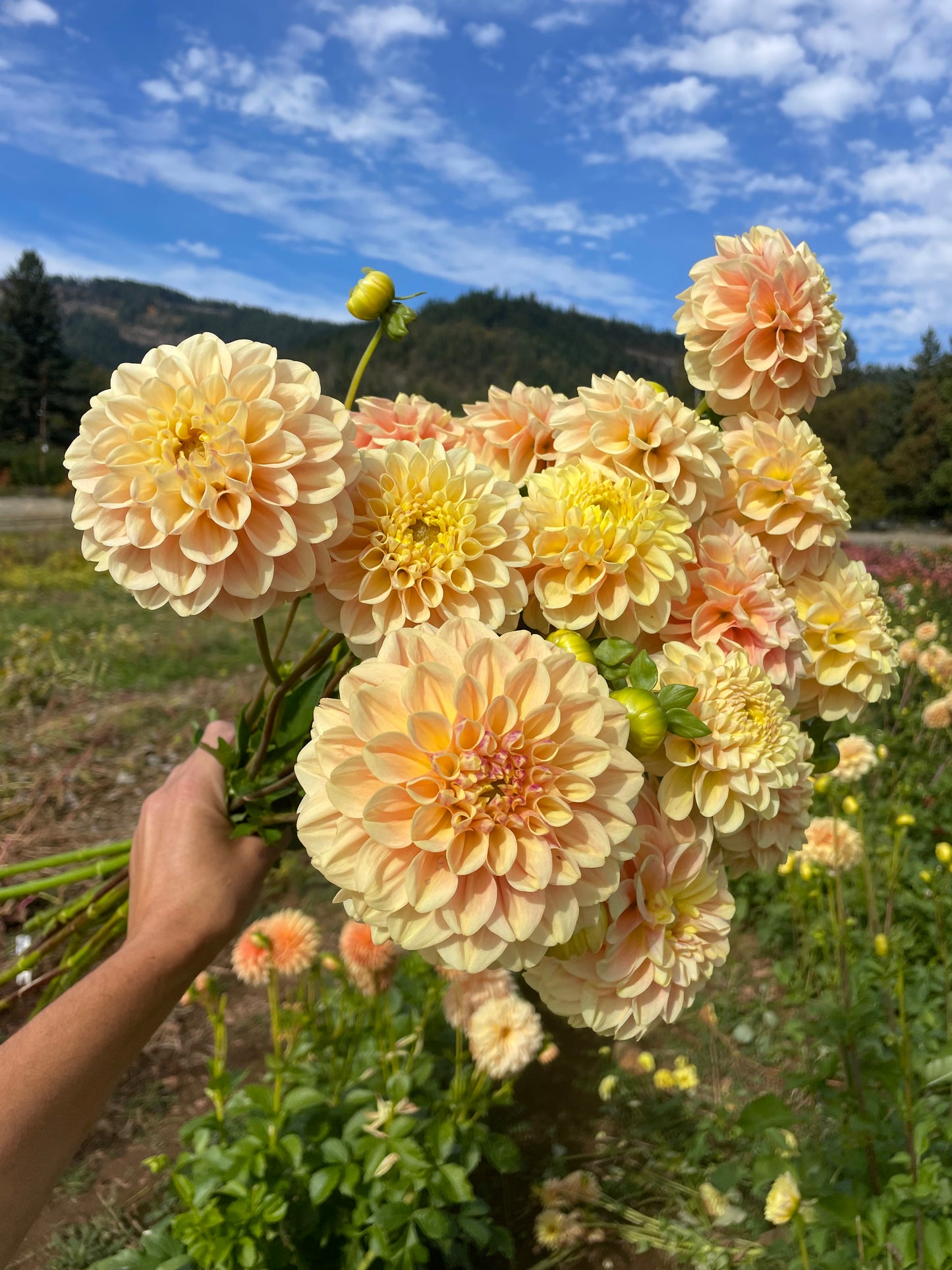 French Doll Dahlia Tuber