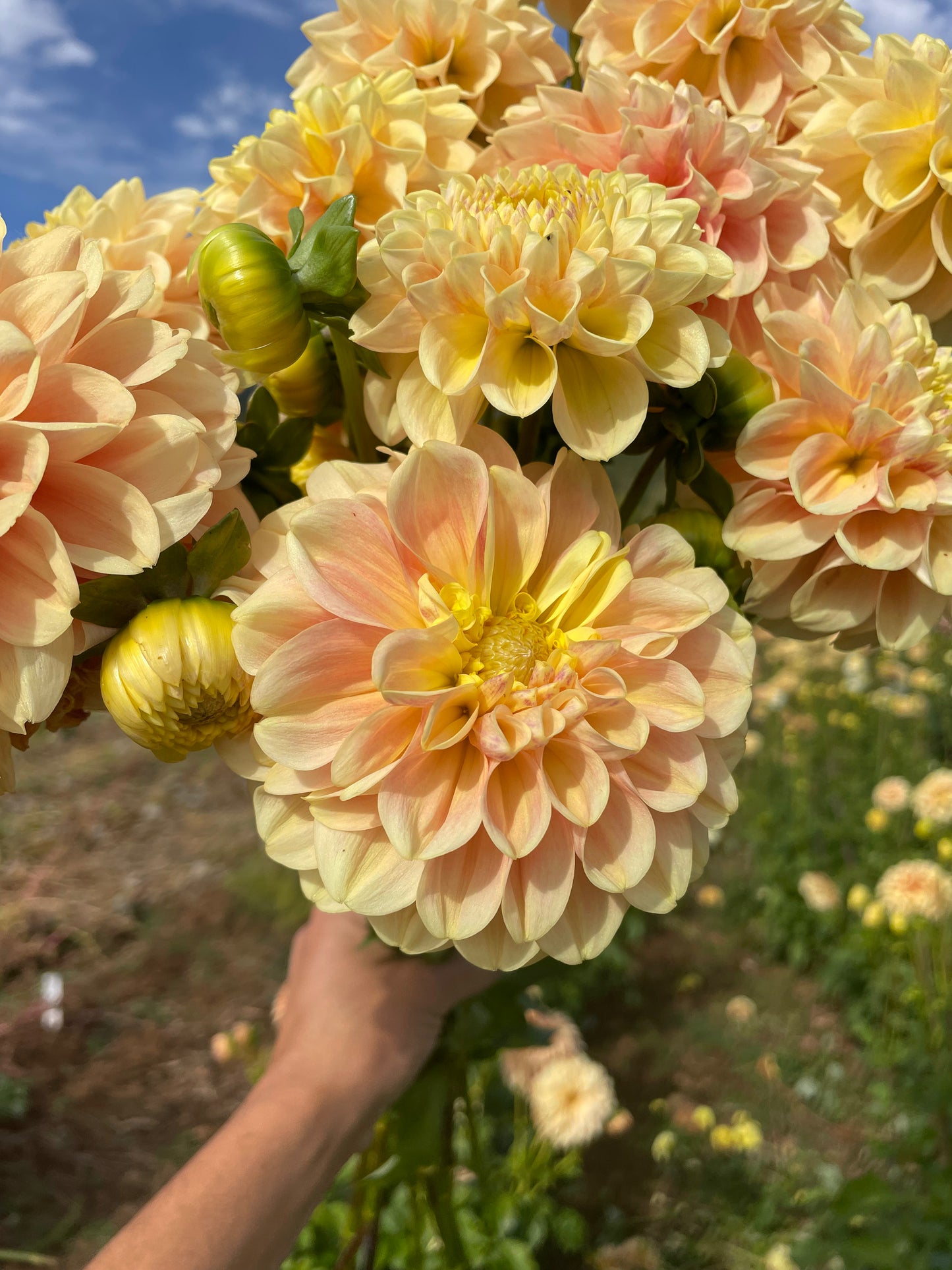 French Doll Dahlia Tuber