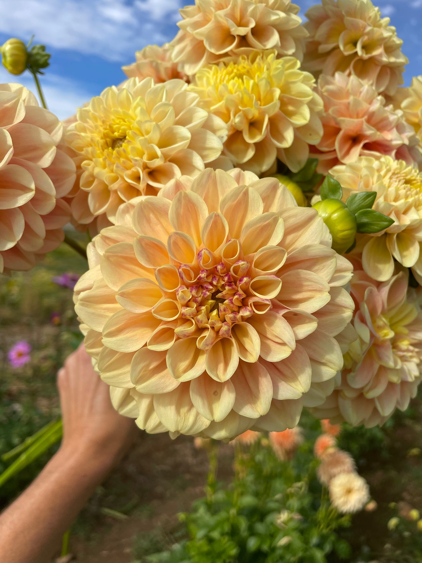 French Doll Dahlia Tuber