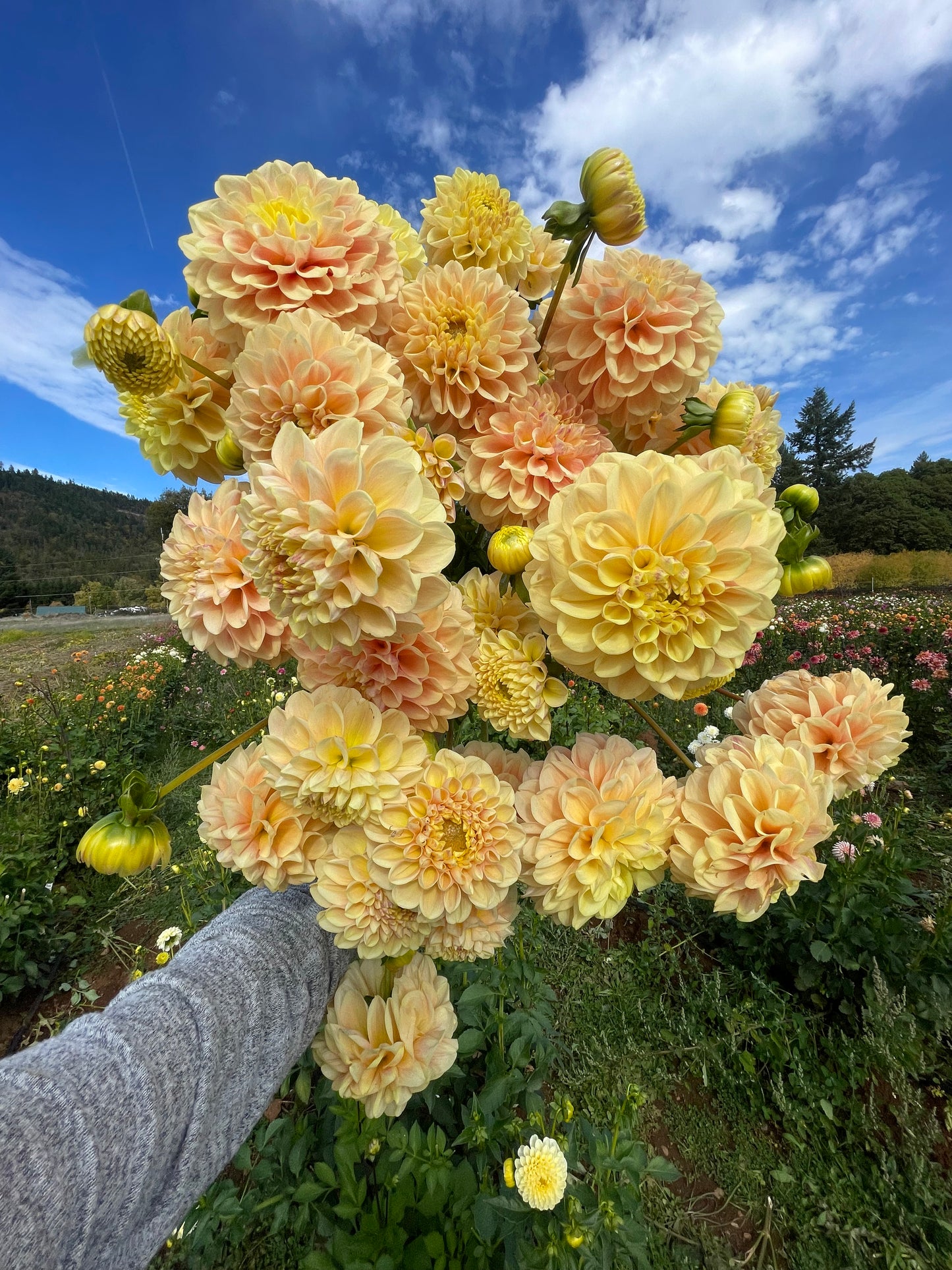 French Doll Dahlia Tuber