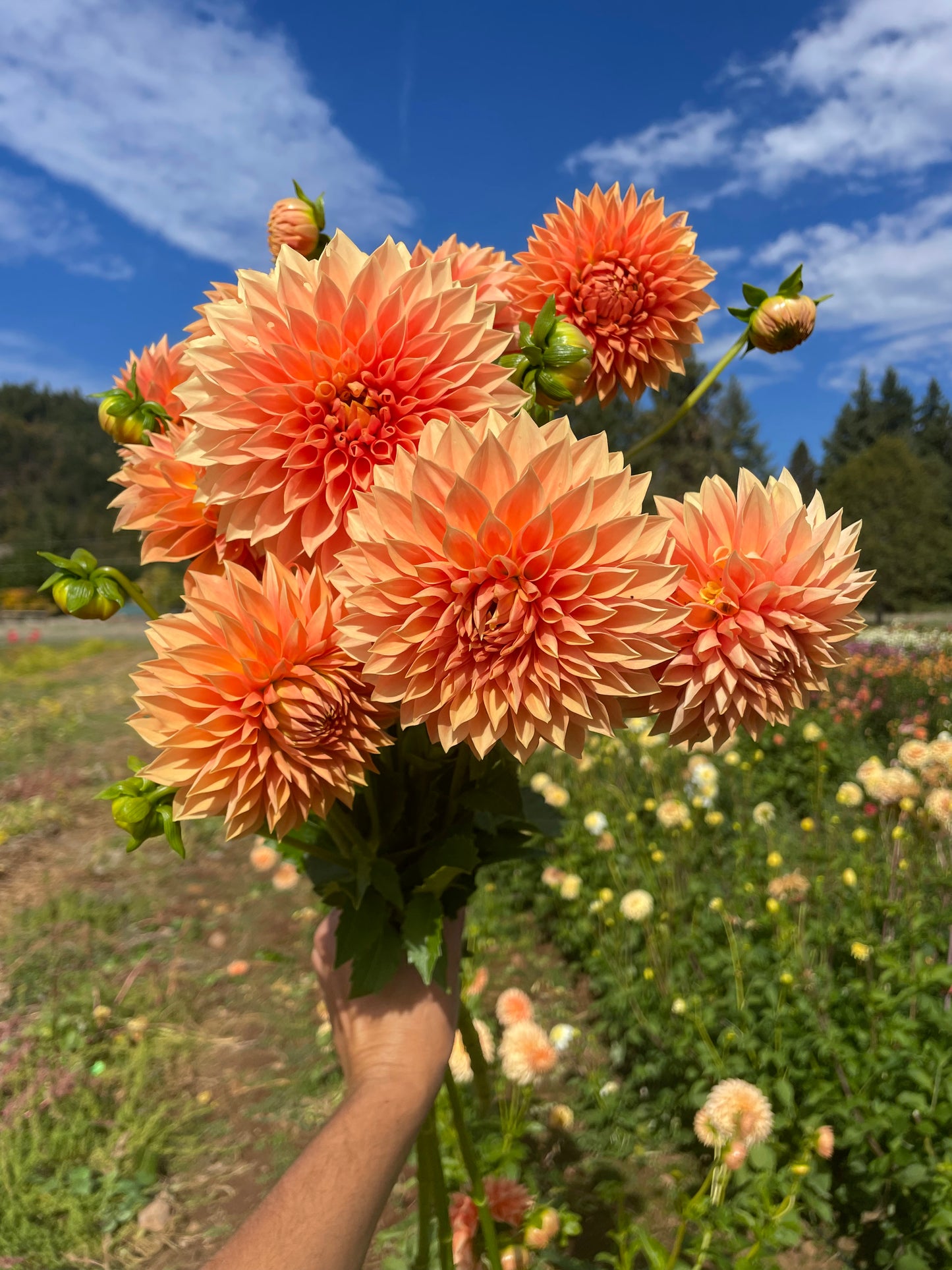 Hamilton Lillian Dahlia Tuber