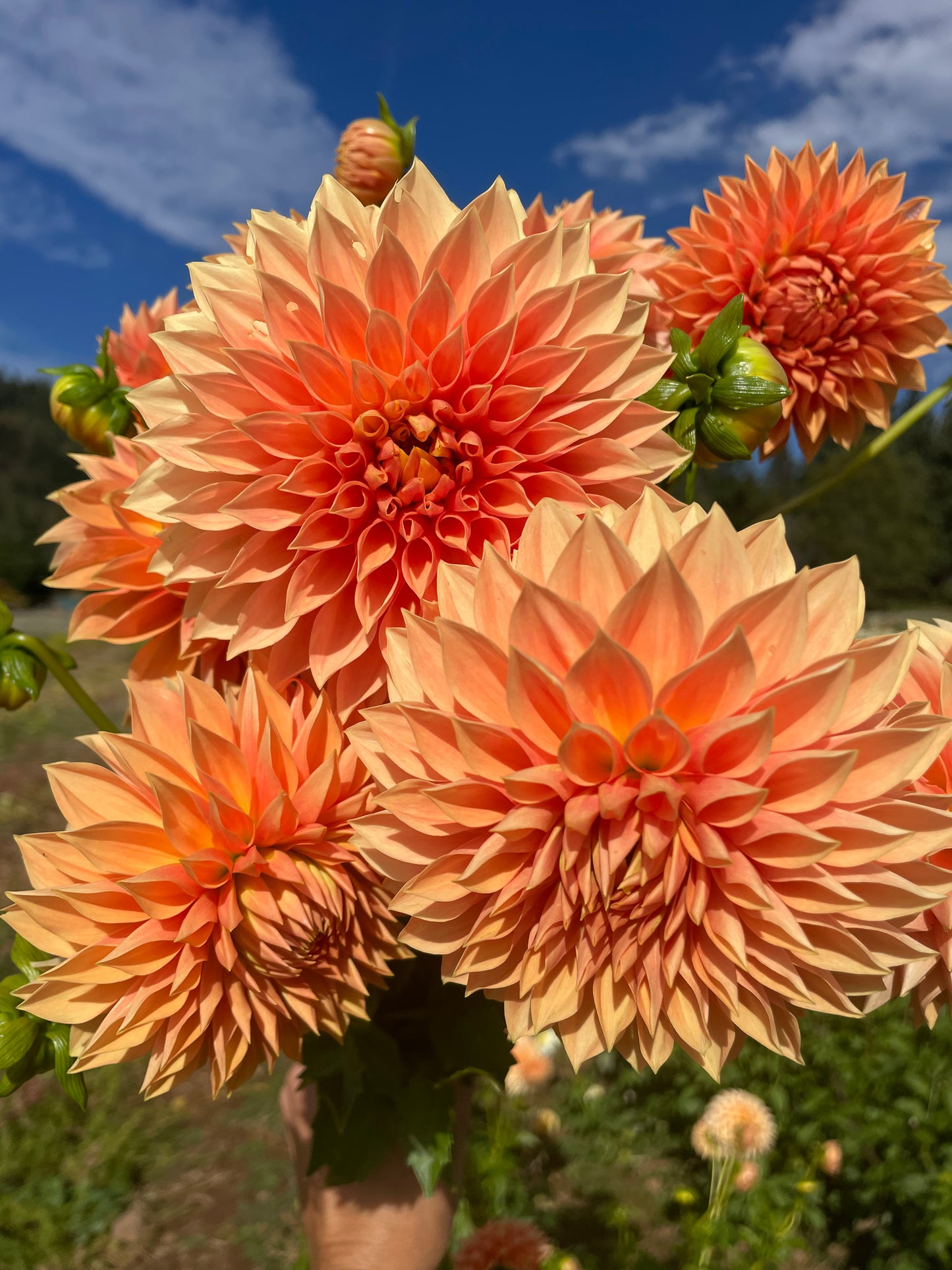 Hamilton Lillian Dahlia Tuber