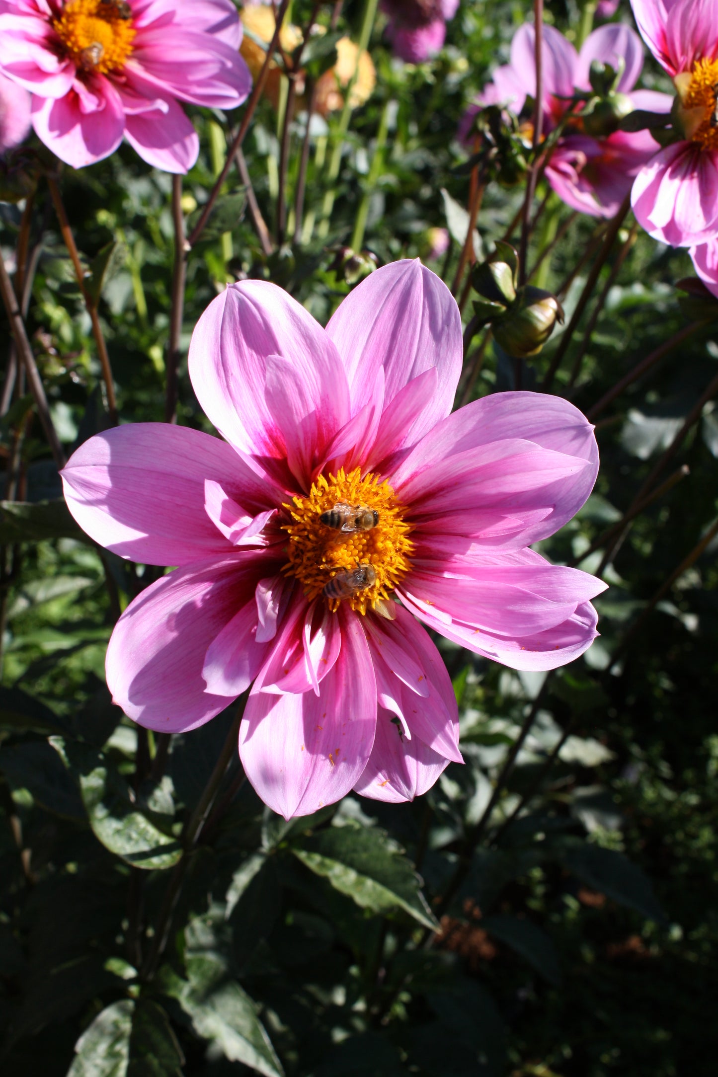 Bloomquist Sweet Dahlia Tuber