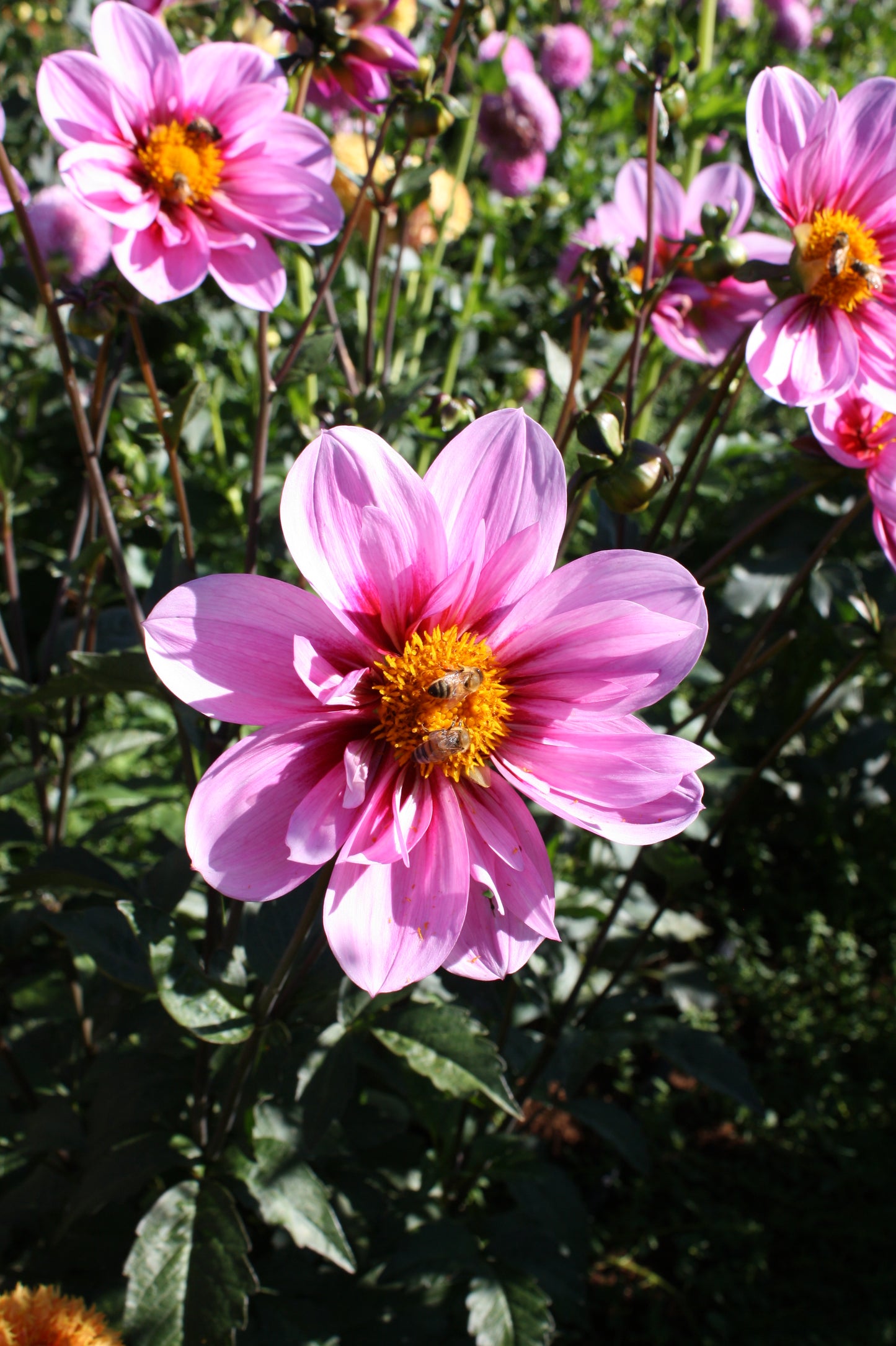 Bloomquist Sweet Dahlia Tuber