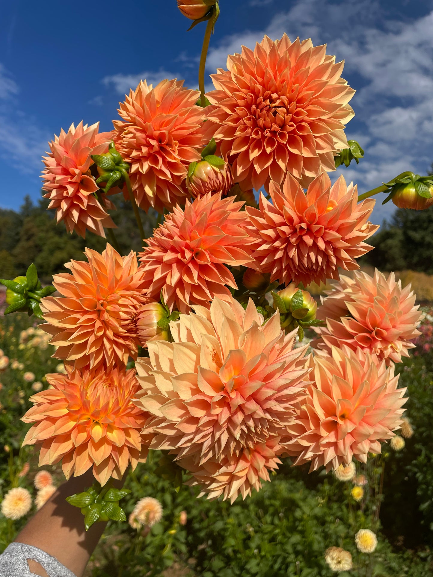 Hamilton Lillian Dahlia Tuber