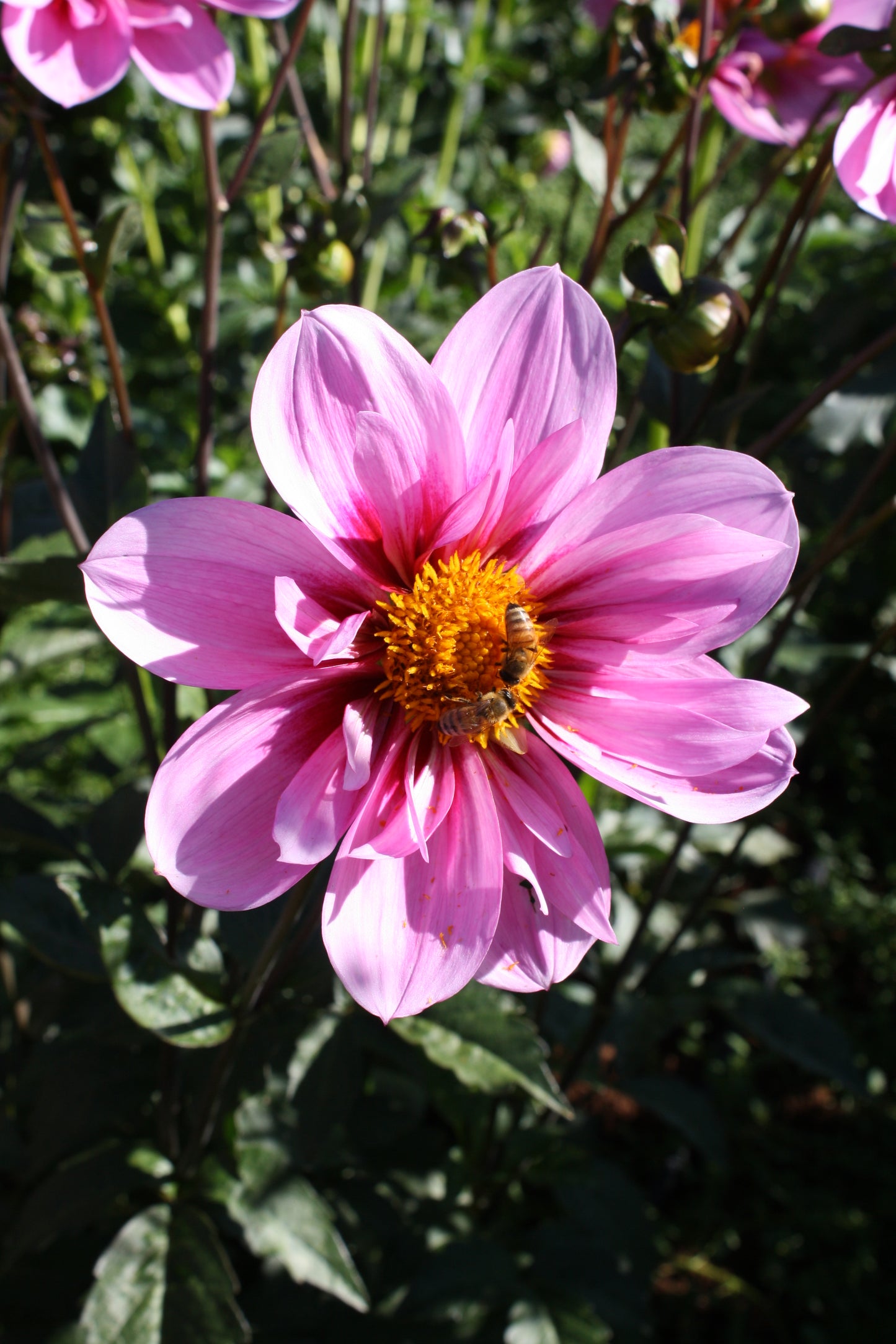 Bloomquist Sweet Dahlia Tuber