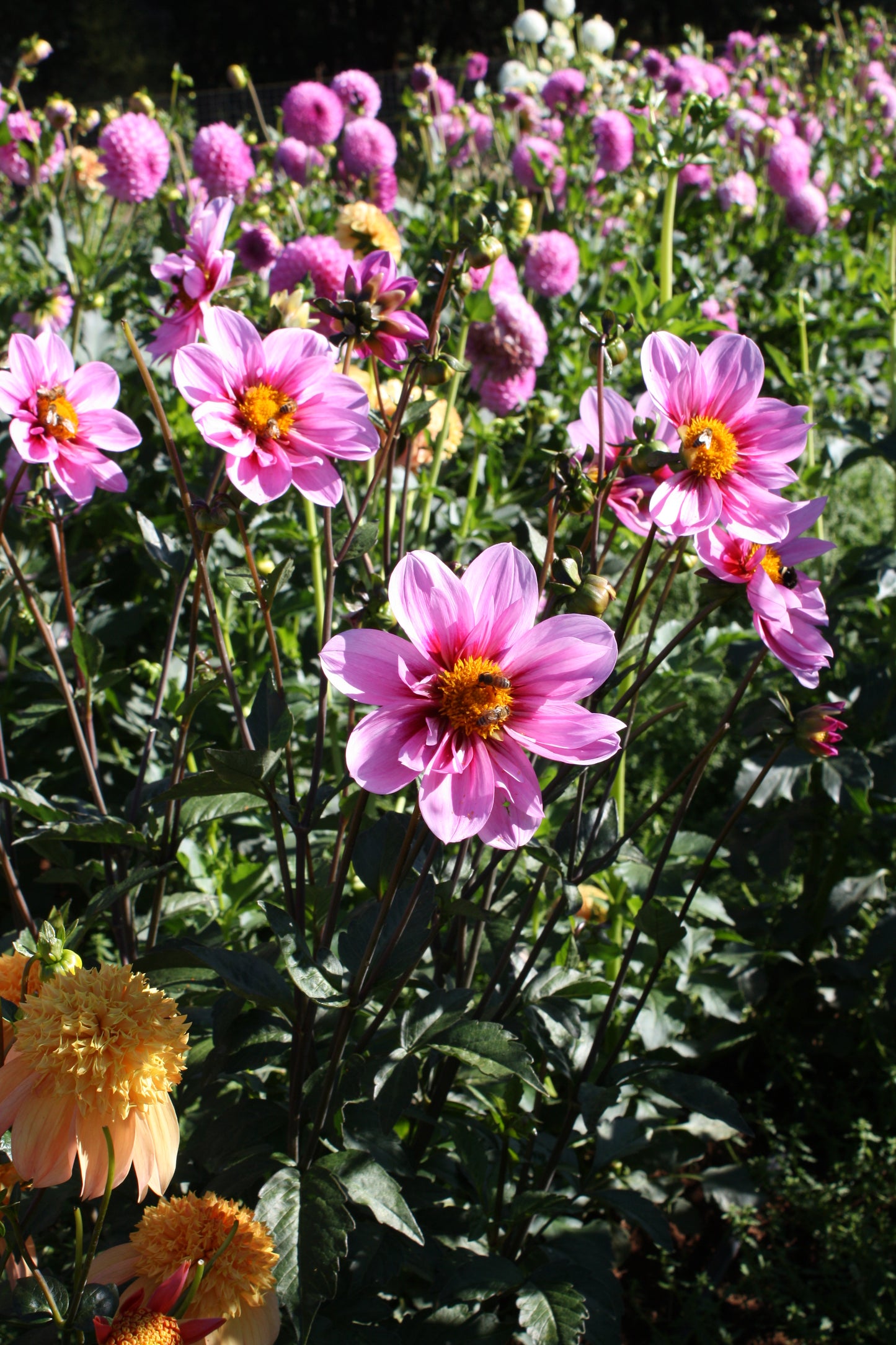 Bloomquist Sweet Dahlia Tuber