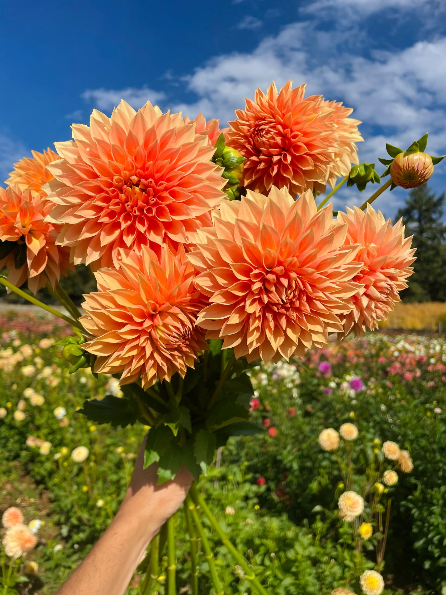 Hamilton Lillian Dahlia Tuber