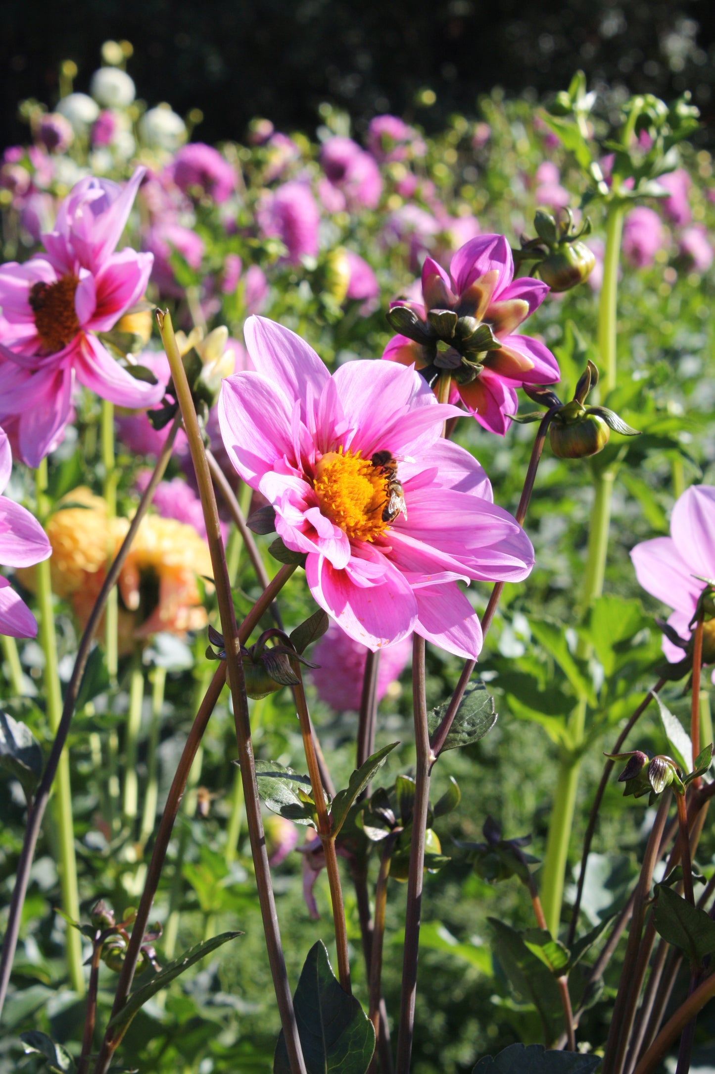 Bloomquist Sweet Dahlia Tuber