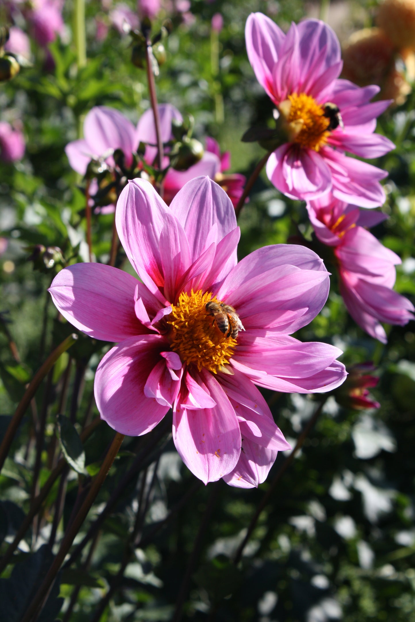 Bloomquist Sweet Dahlia Tuber