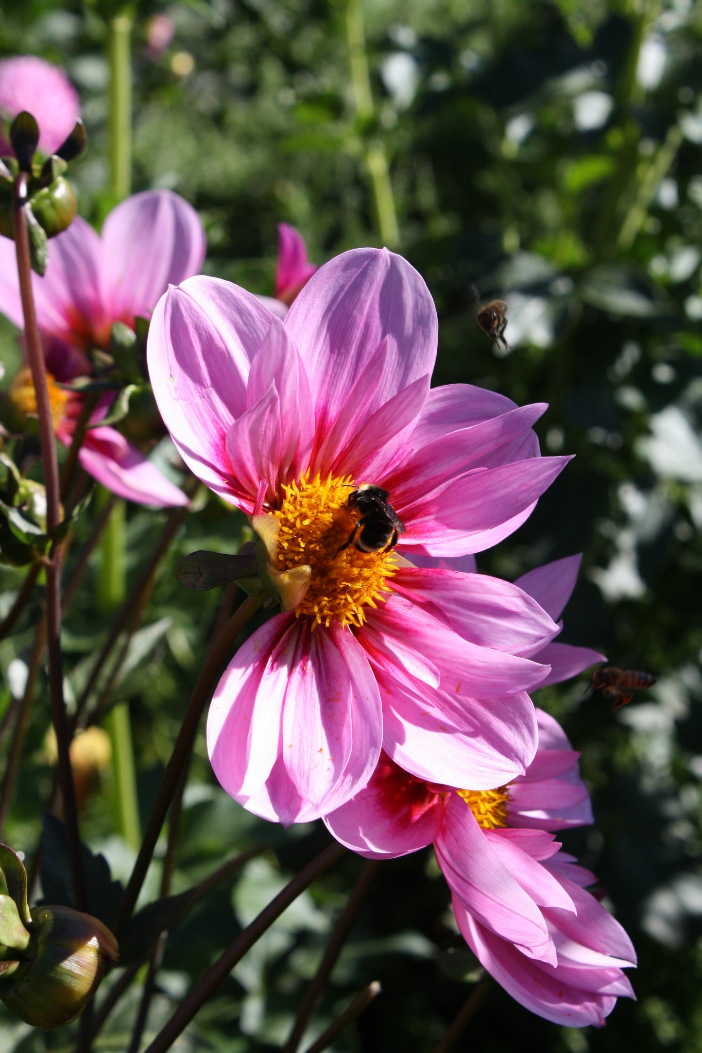 Bloomquist Sweet Dahlia Tuber