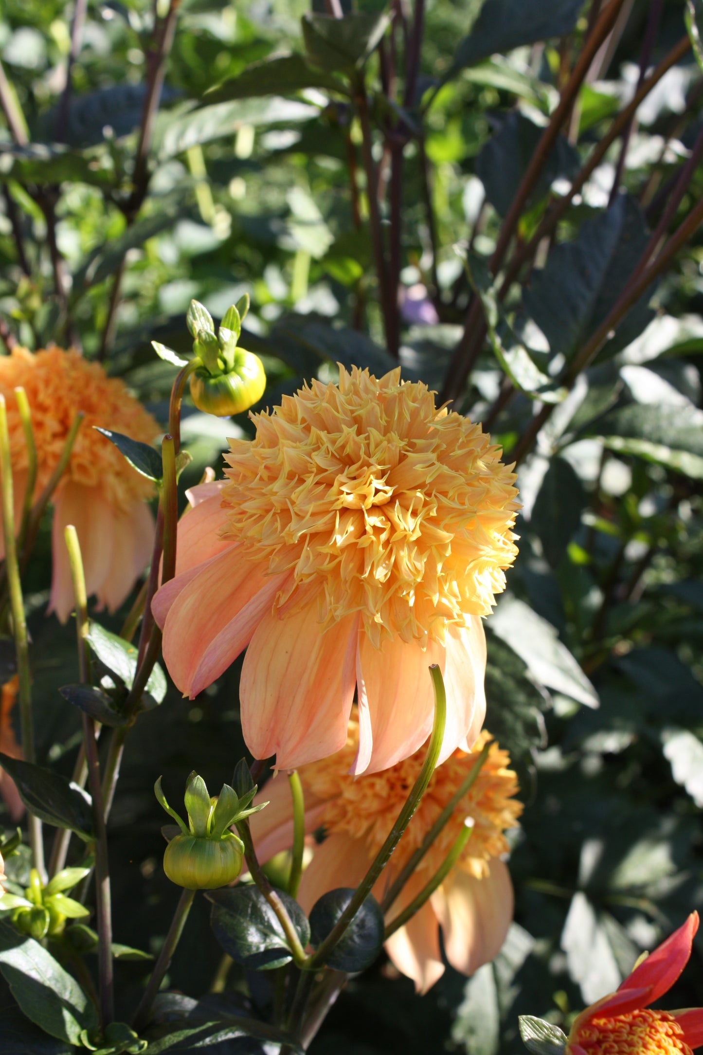 Sandia Brocade Dahlia Tuber