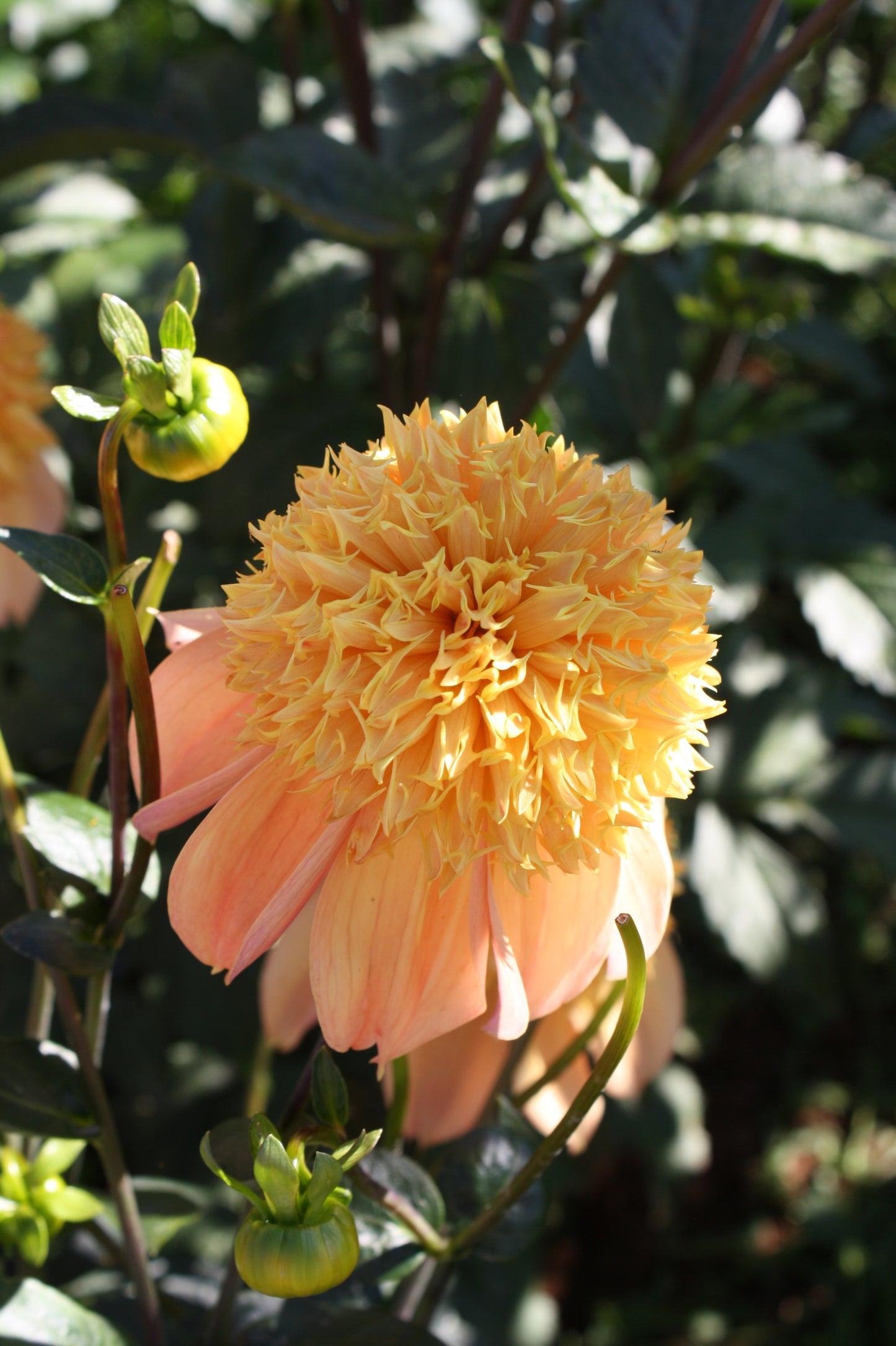Sandia Brocade Dahlia Tuber