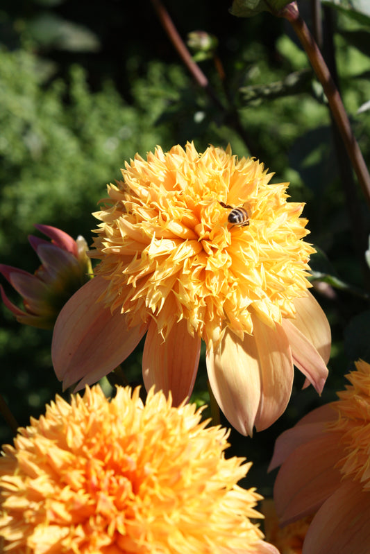 Sandia Brocade Dahlia Tuber